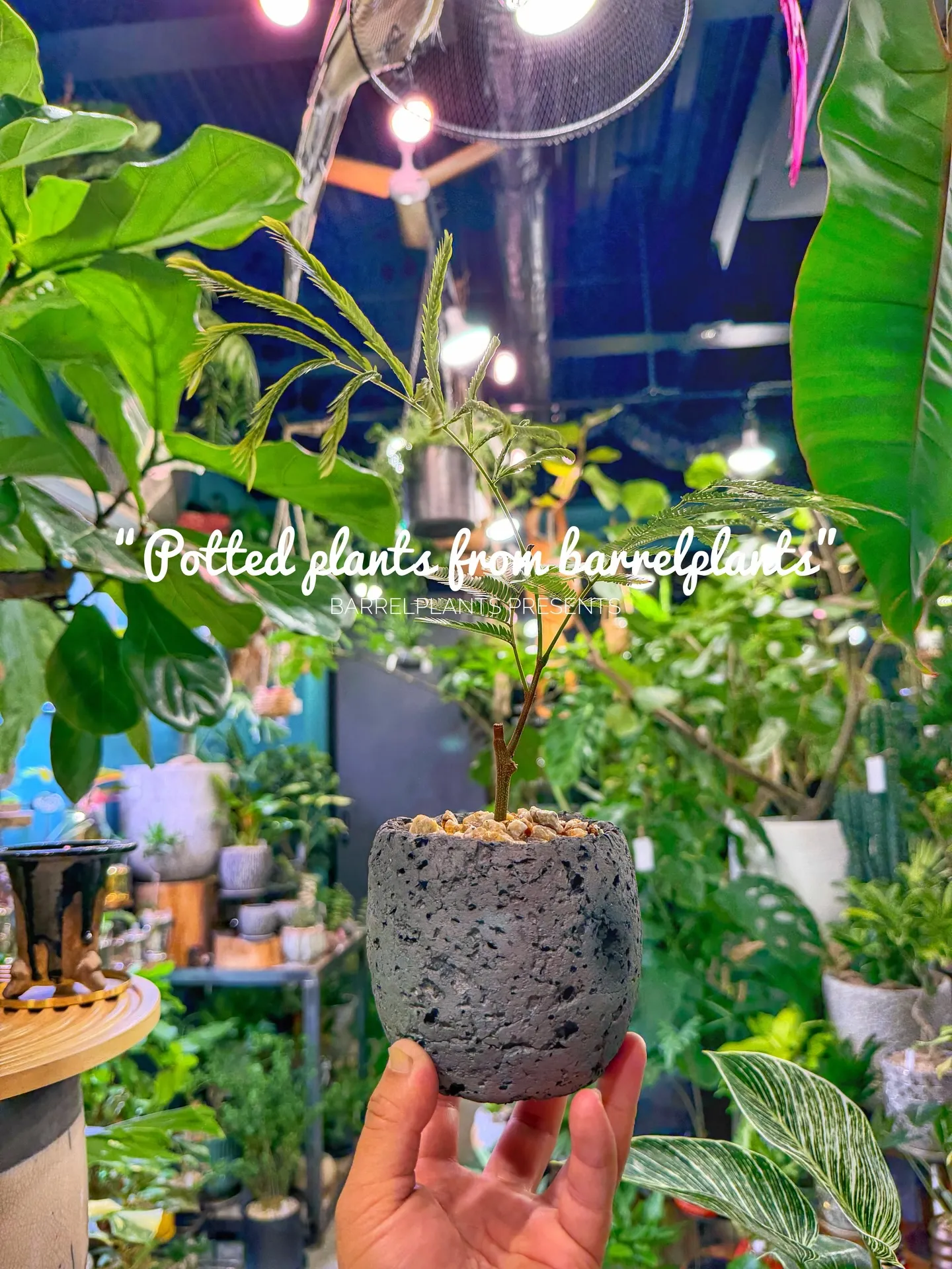 「こだわりの植物と、こだわりの鉢を。