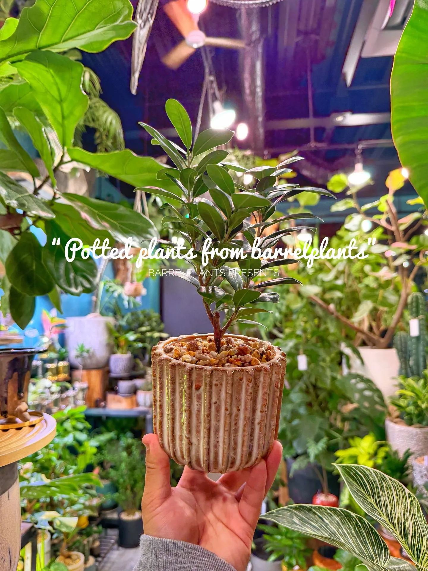 「こだわりの植物と、こだわりの鉢を。