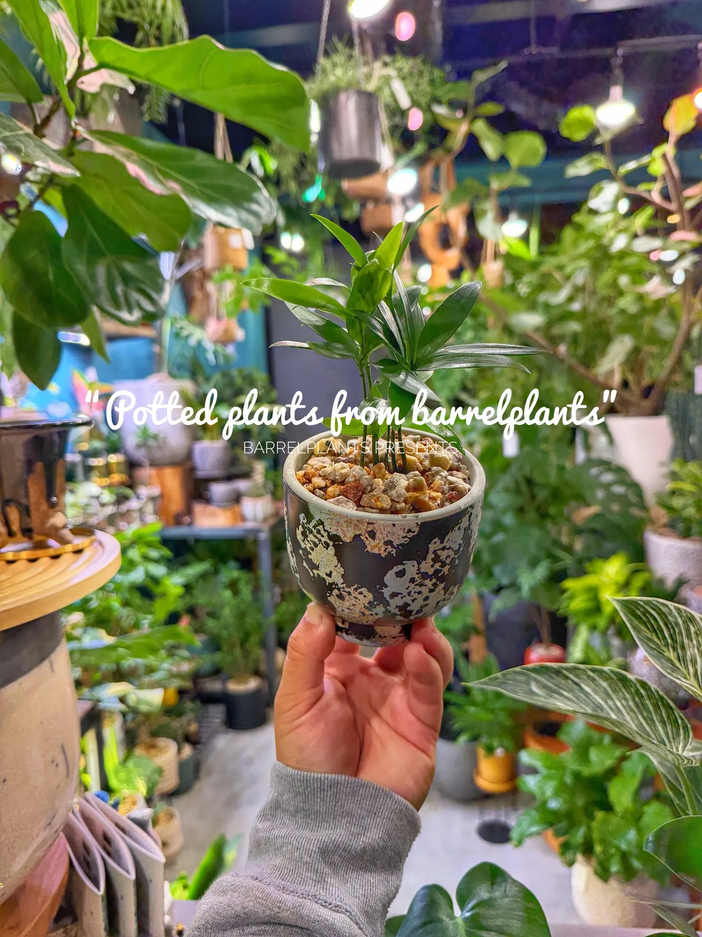 「こだわりの植物と、こだわりの鉢を。