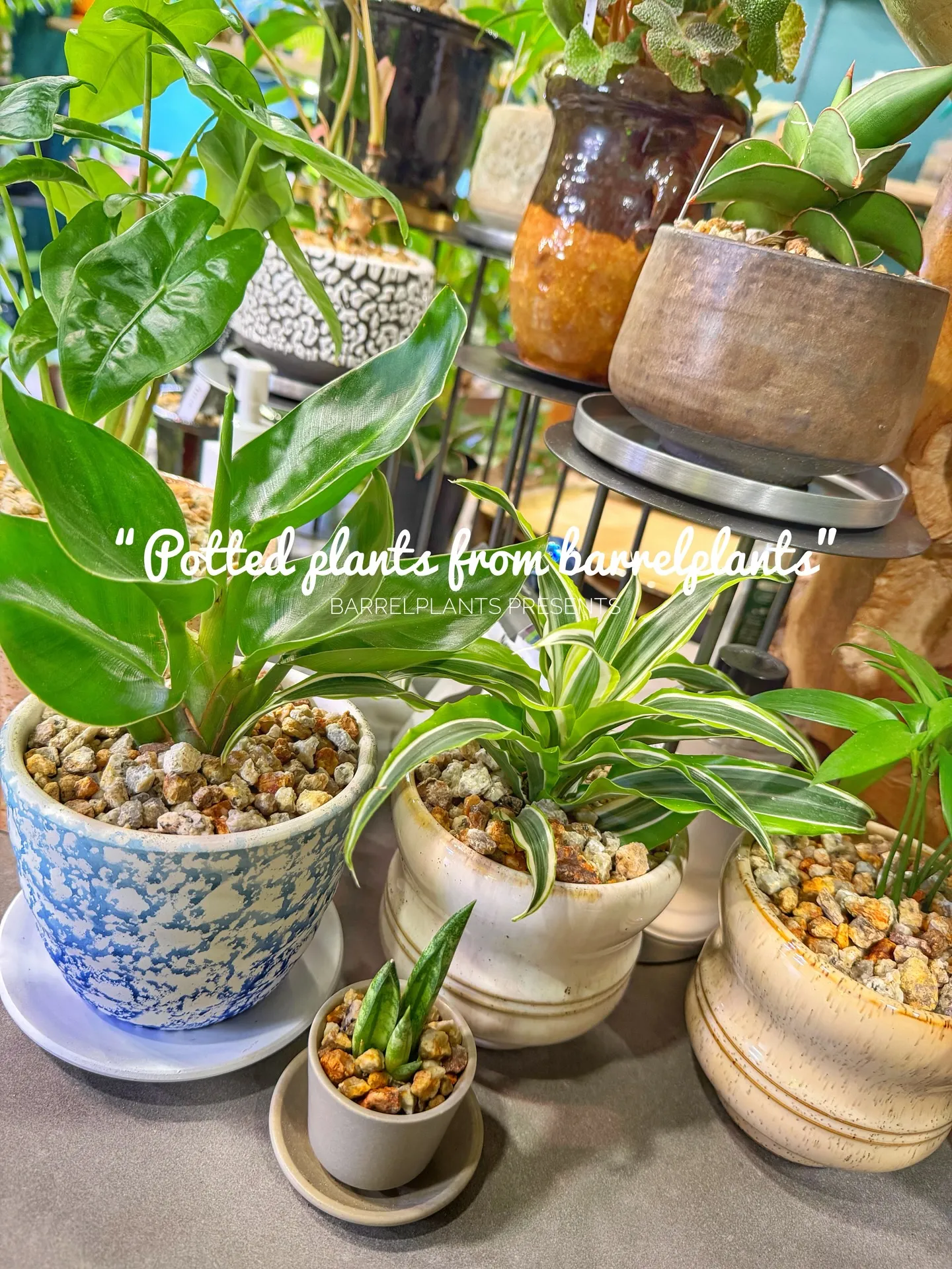 「こだわりの植物と、こだわりの鉢を。