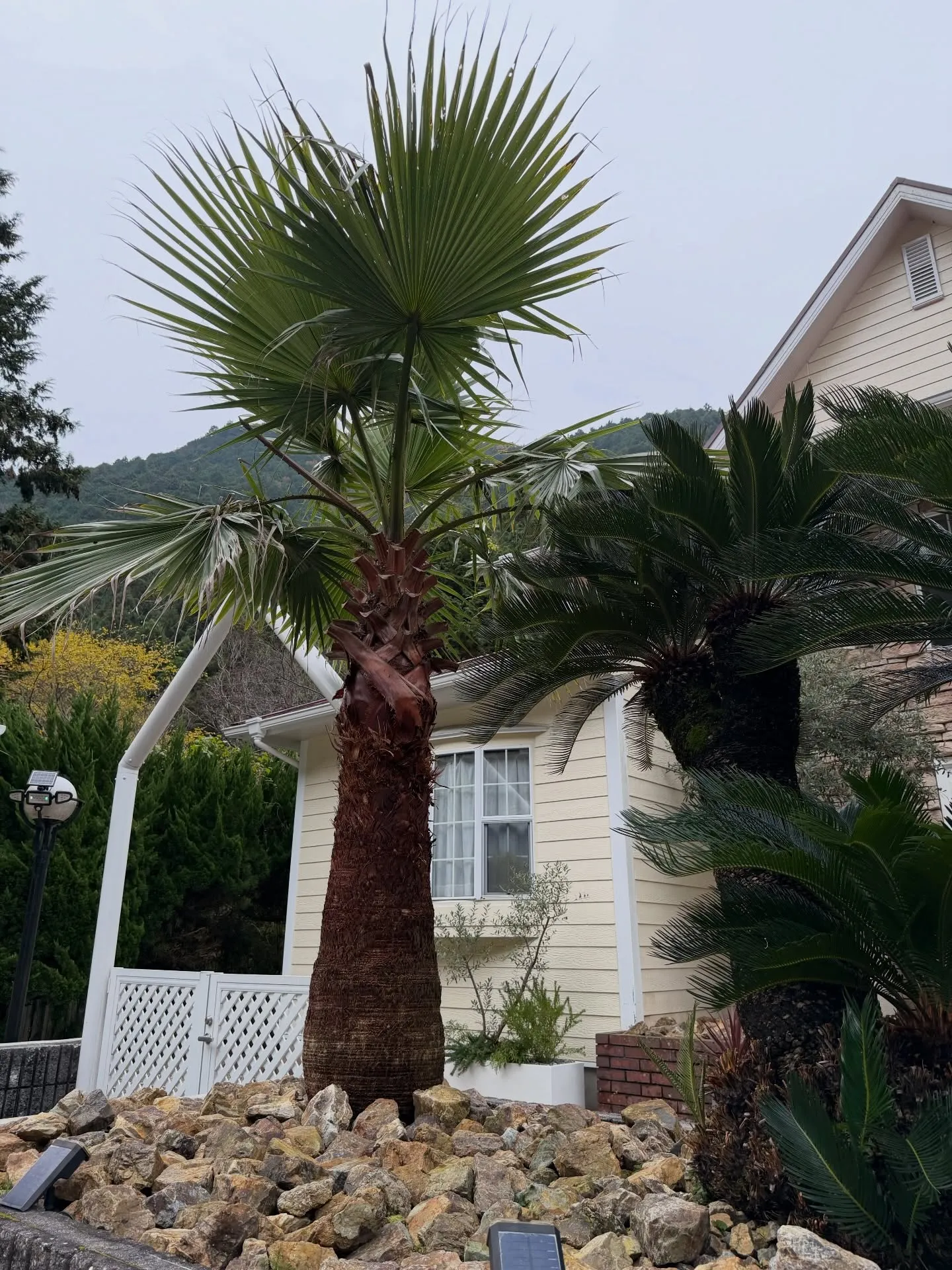 「空間価値を高める、BARRELPLANTS のメンテナンス...