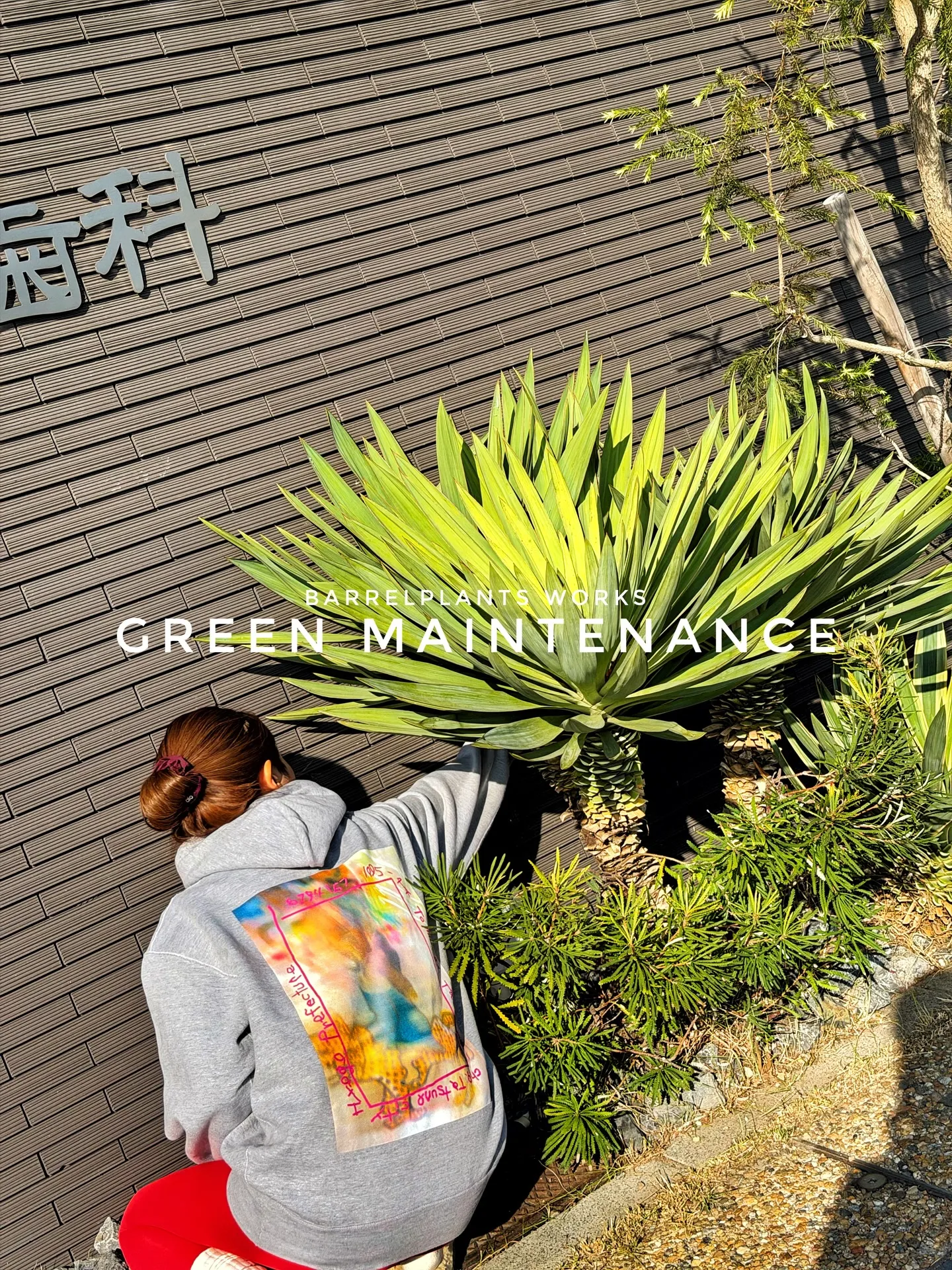 【医院の入口の印象を整える、barrelplantsの植物メ...