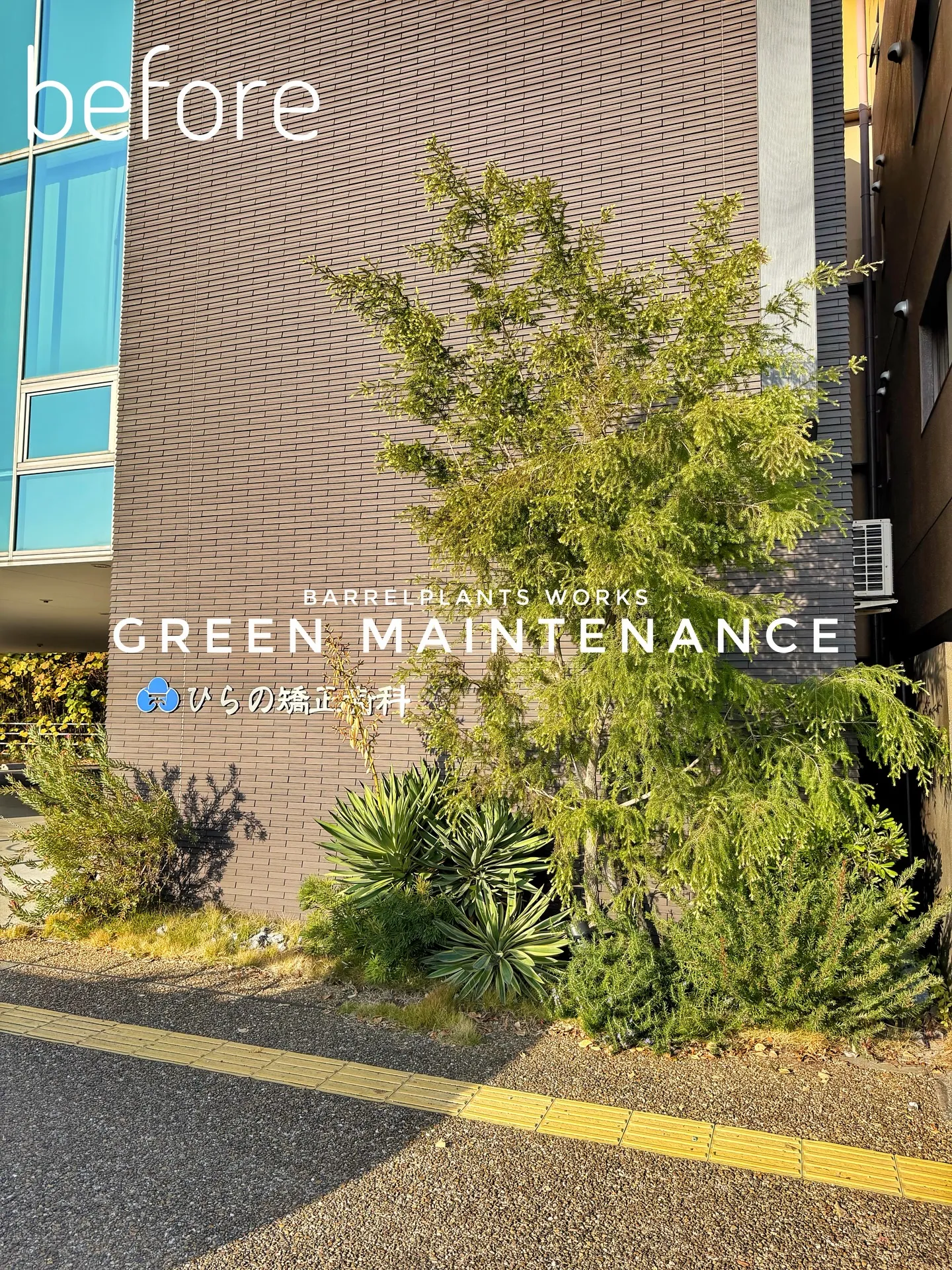 【医院の入口の印象を整える、barrelplantsの植物メ...