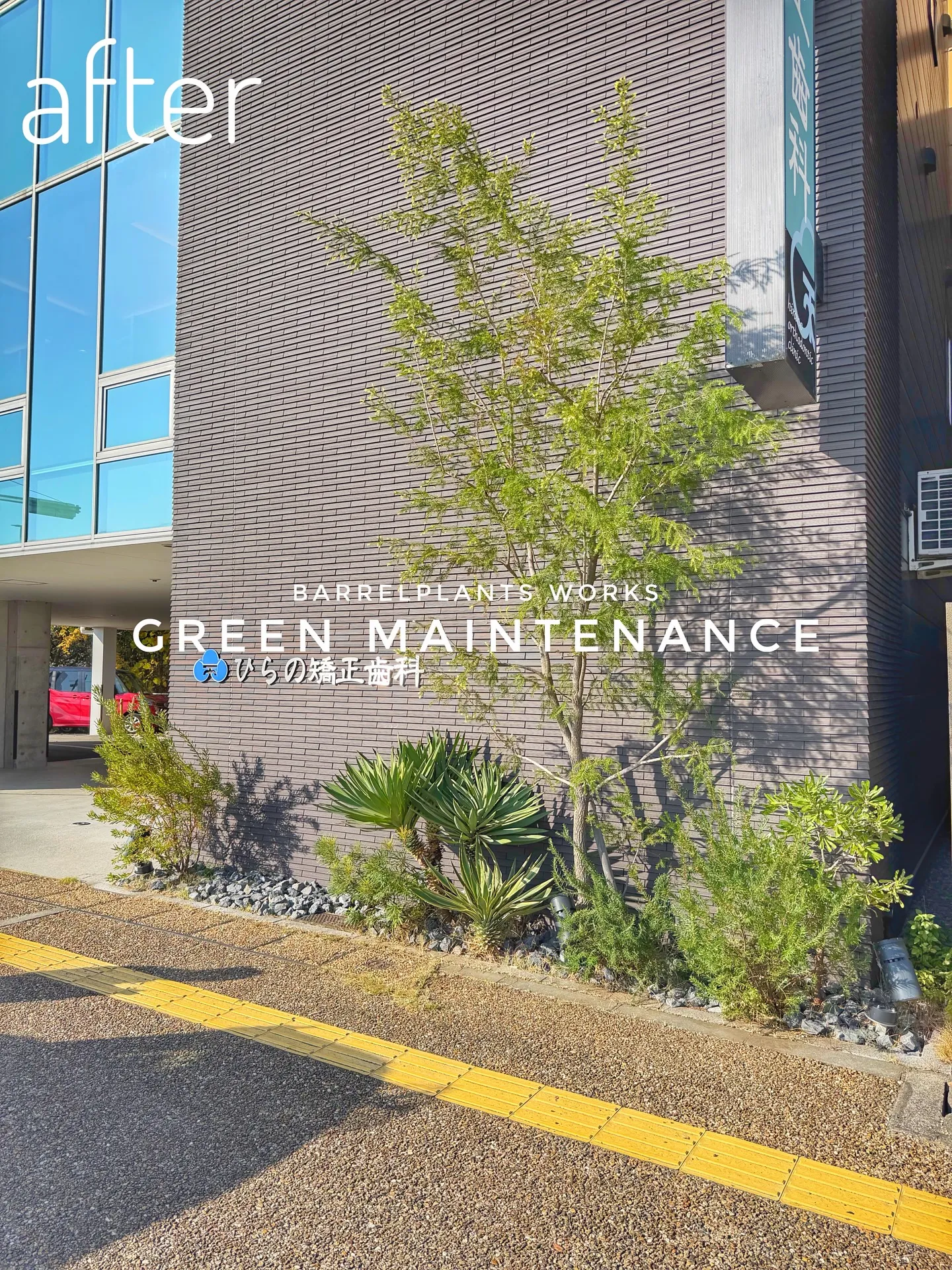 【医院の入口の印象を整える、barrelplantsの植物メ...