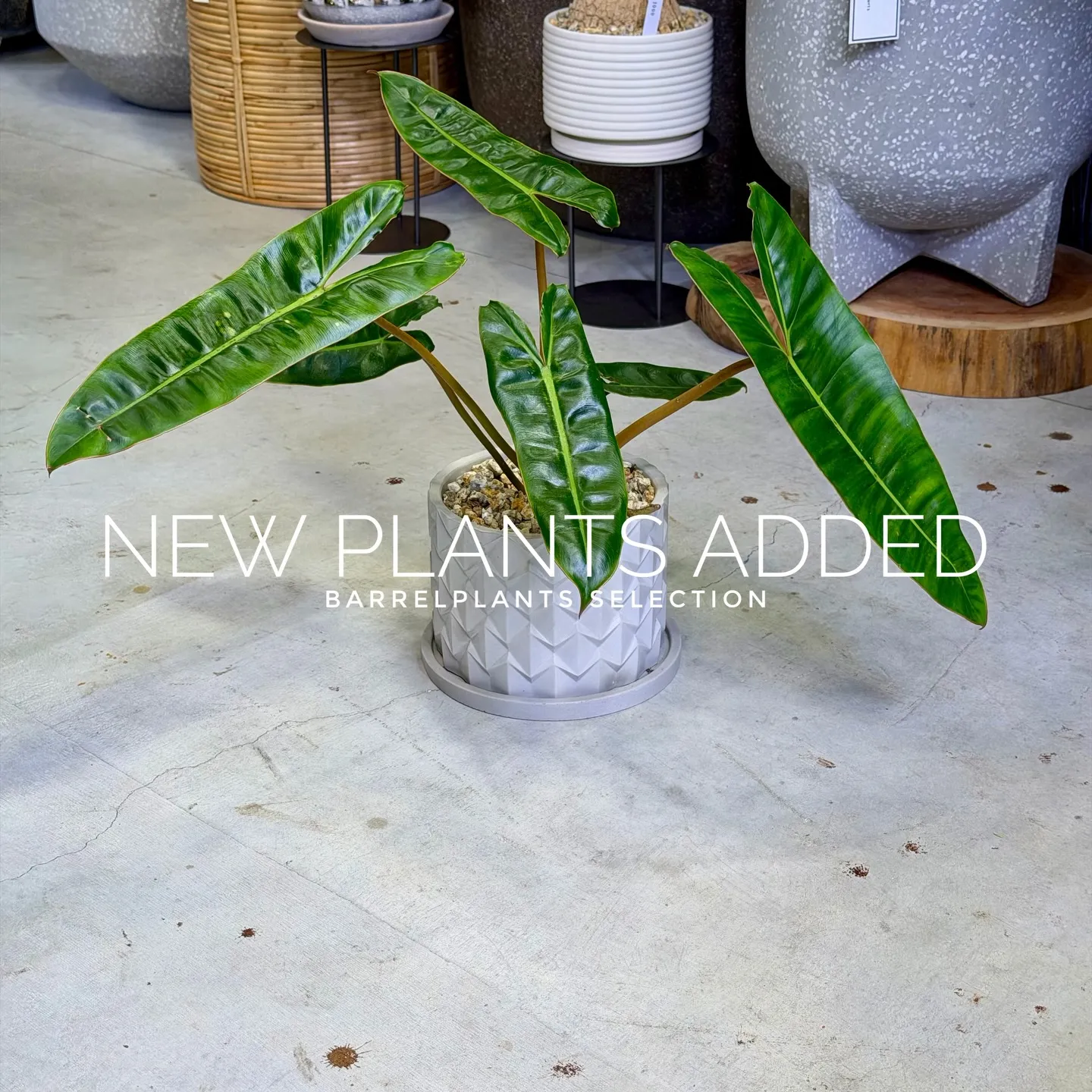 【存在感抜群のアートポット×個性派グリーン】