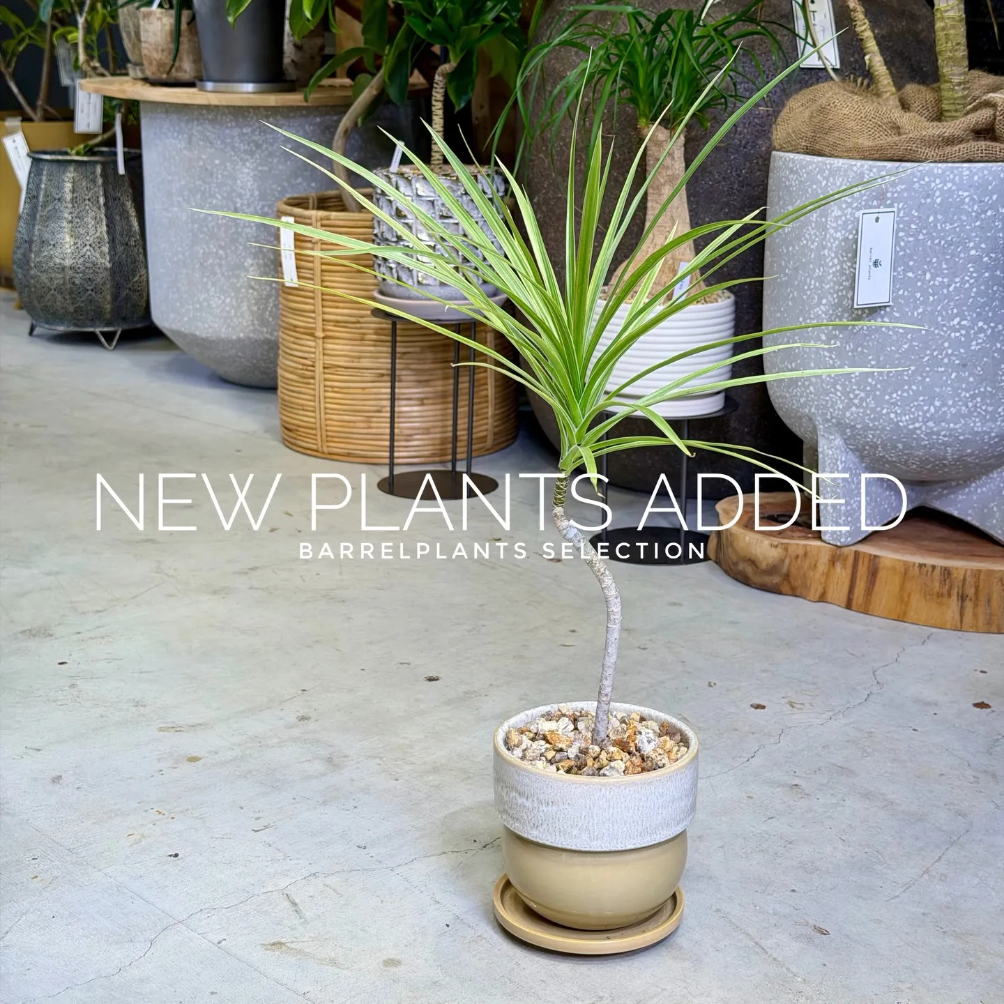 【存在感抜群のアートポット×個性派グリーン】