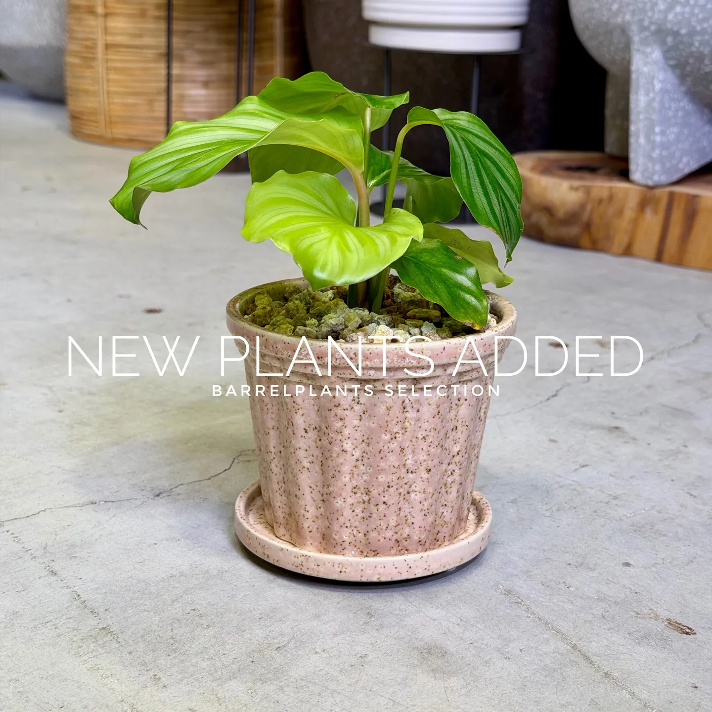 【存在感抜群のアートポット×個性派グリーン】