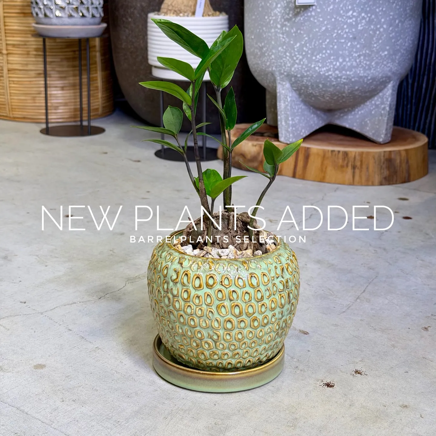 【存在感抜群のアートポット×個性派グリーン】