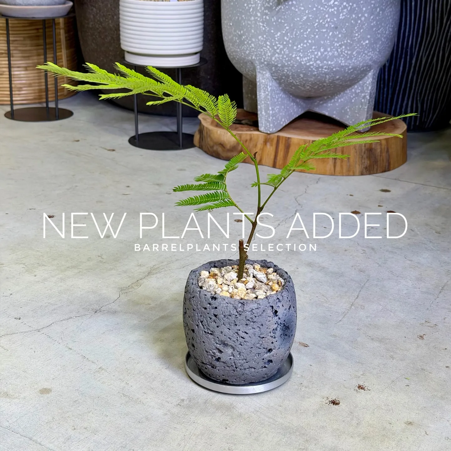 【存在感抜群のアートポット×個性派グリーン】