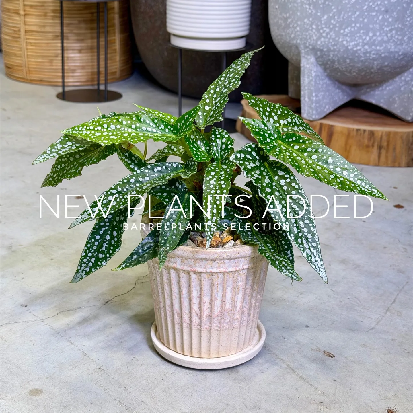 【存在感抜群のアートポット×個性派グリーン】