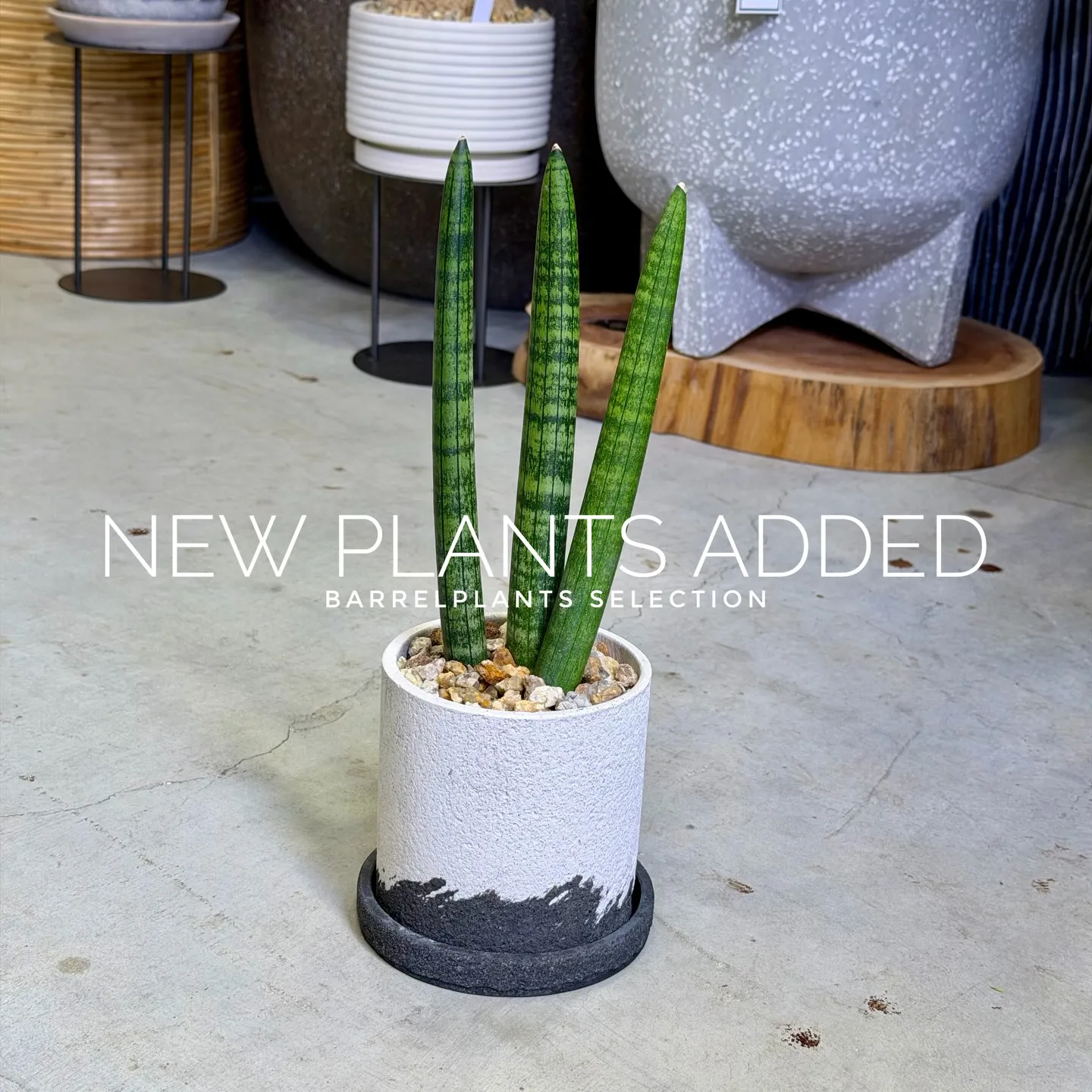 【存在感抜群のアートポット×個性派グリーン】