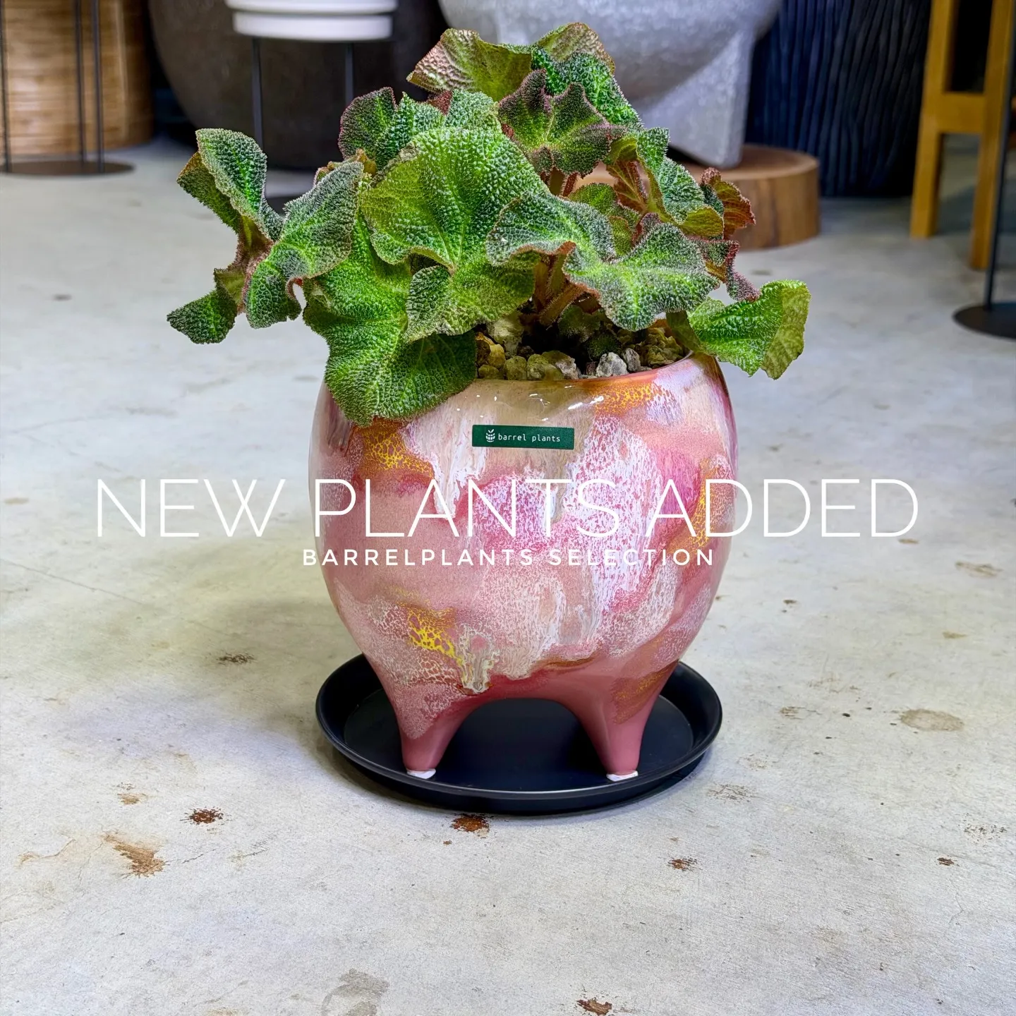 【存在感抜群のアートポット×個性派グリーン】