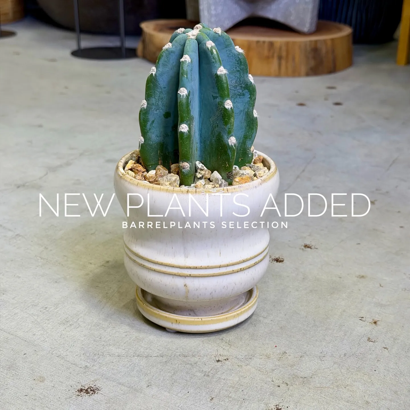 【存在感抜群のアートポット×個性派グリーン】