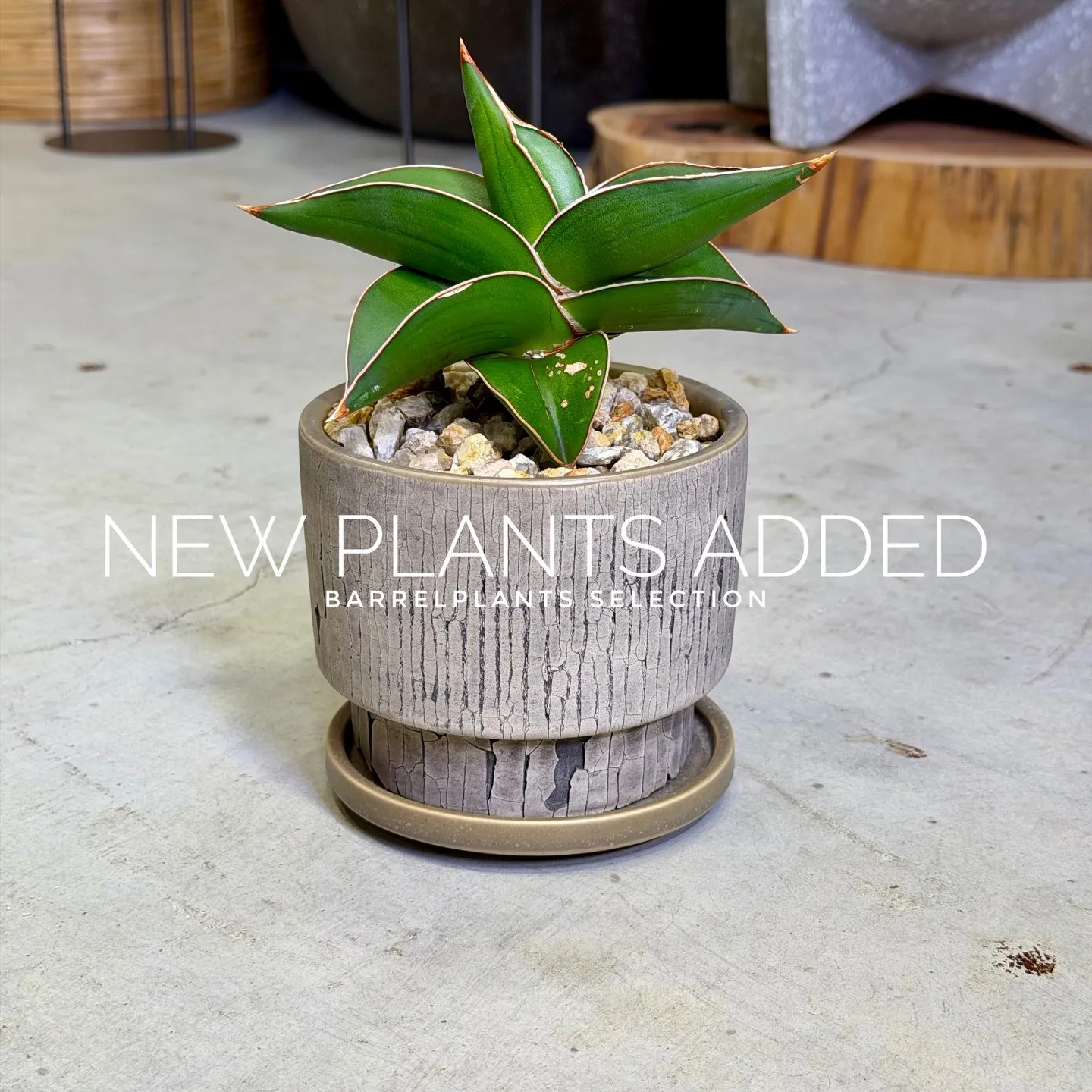 【存在感抜群のアートポット×個性派グリーン】