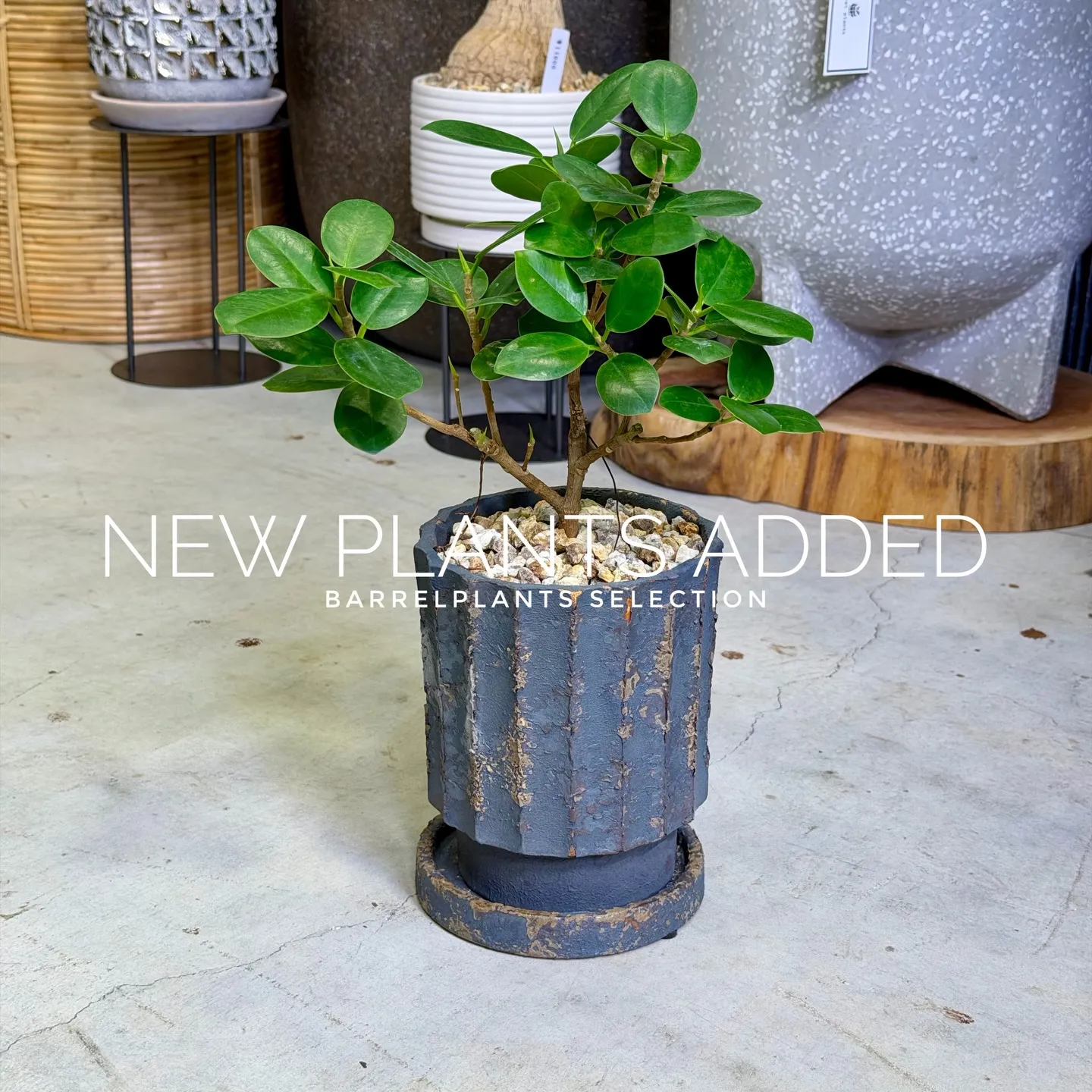 【存在感抜群のアートポット×個性派グリーン】