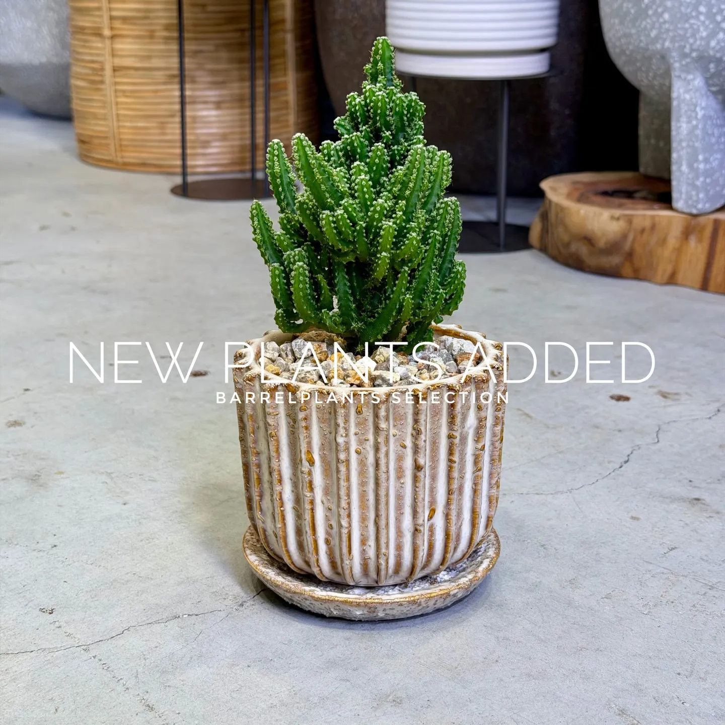 【存在感抜群のアートポット×個性派グリーン】