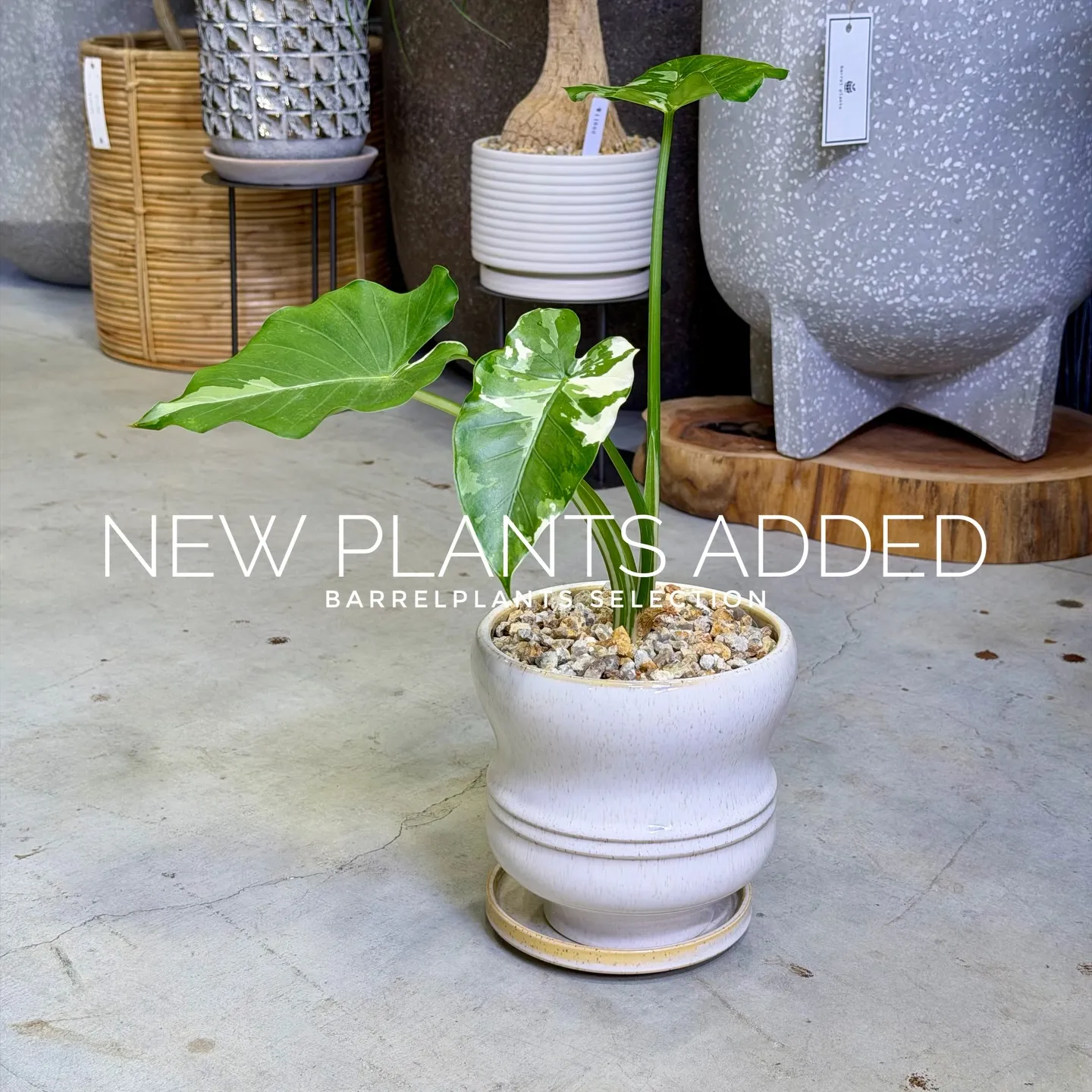 【存在感抜群のアートポット×個性派グリーン】