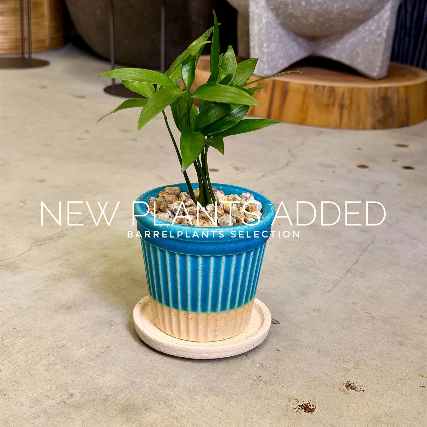 【存在感抜群のアートポット×個性派グリーン】