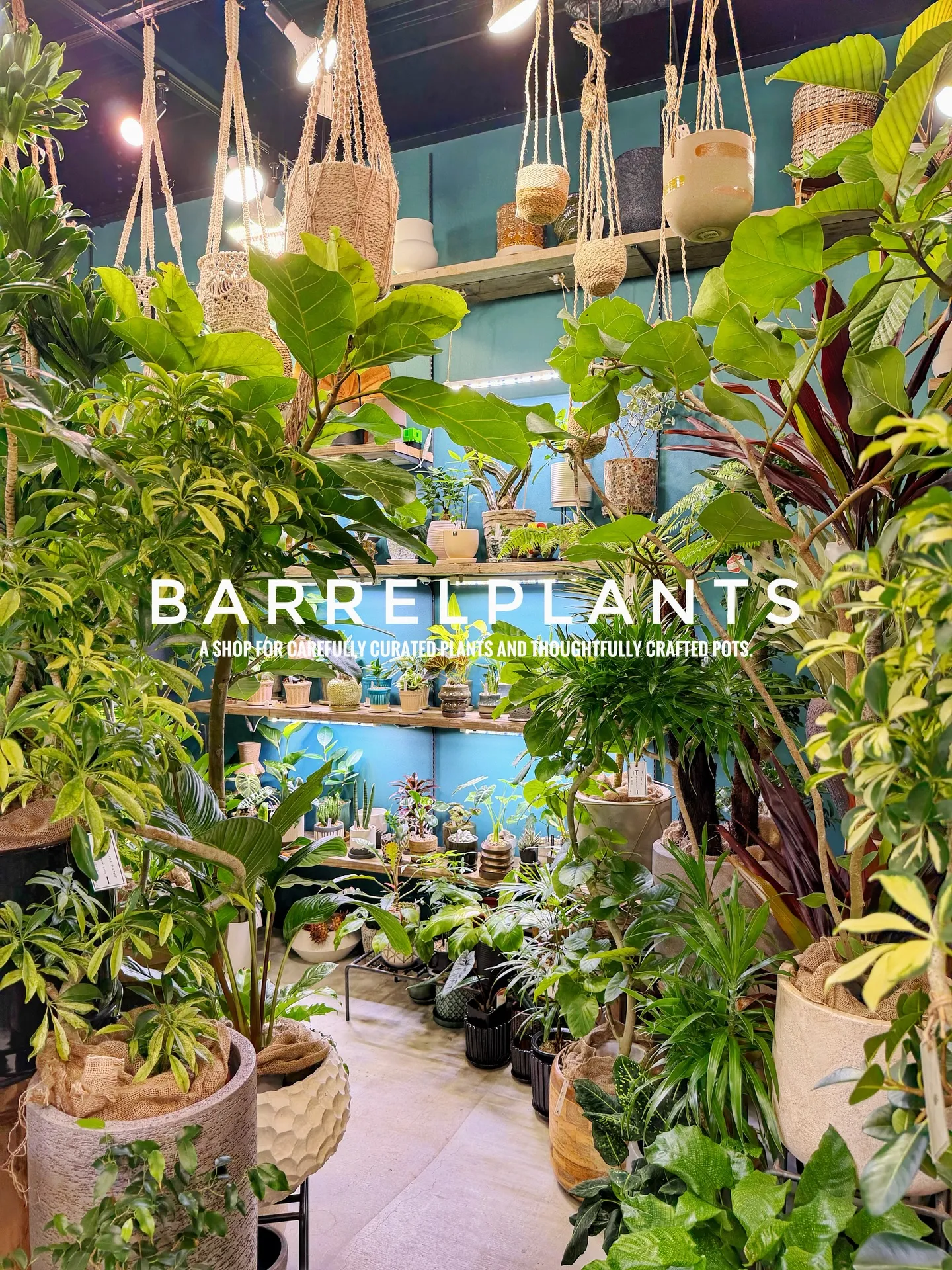 「こだわりの植物と鉢で、空間をアップデートしました。