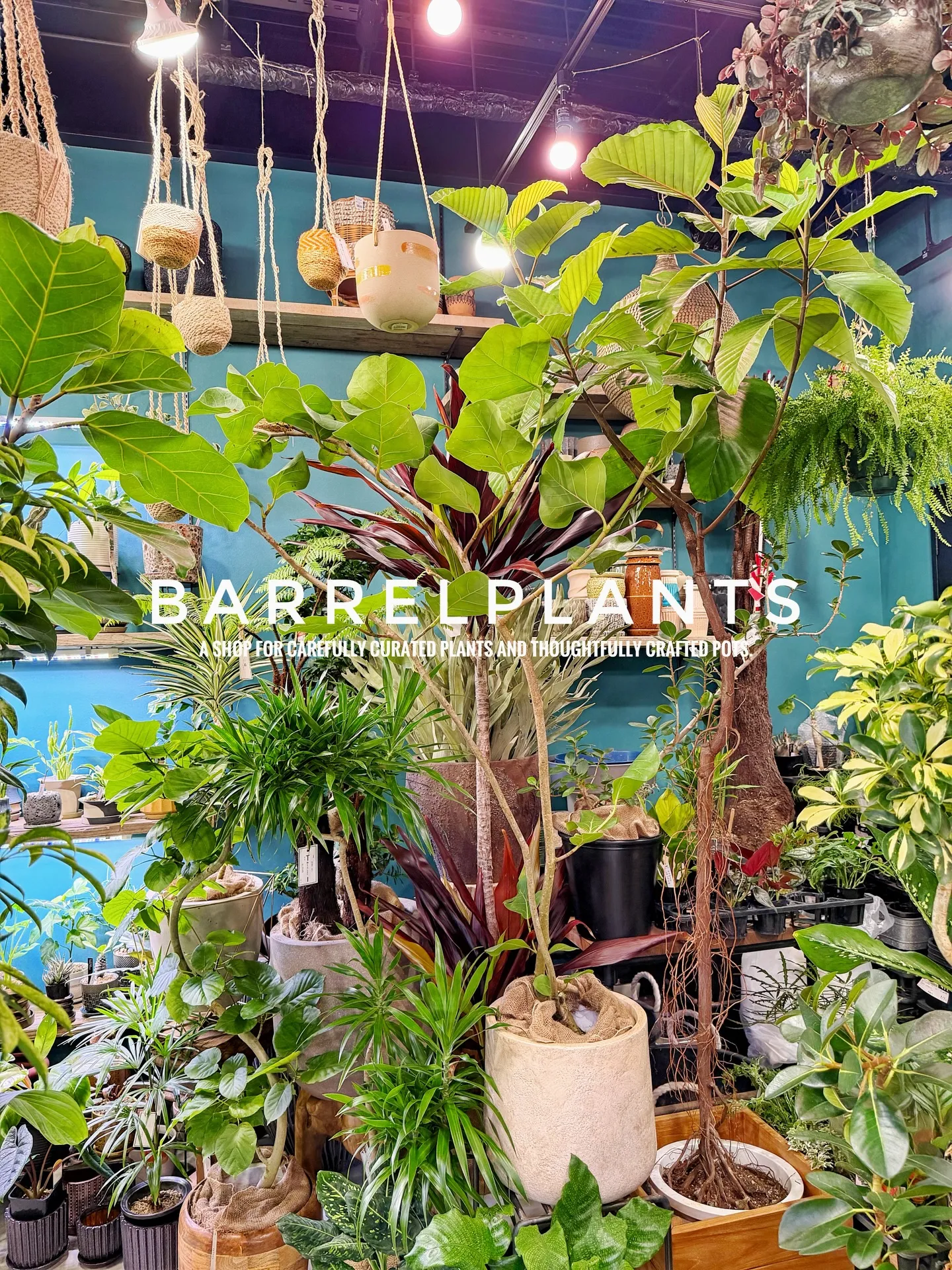 「こだわりの植物と鉢で、空間をアップデートしました。