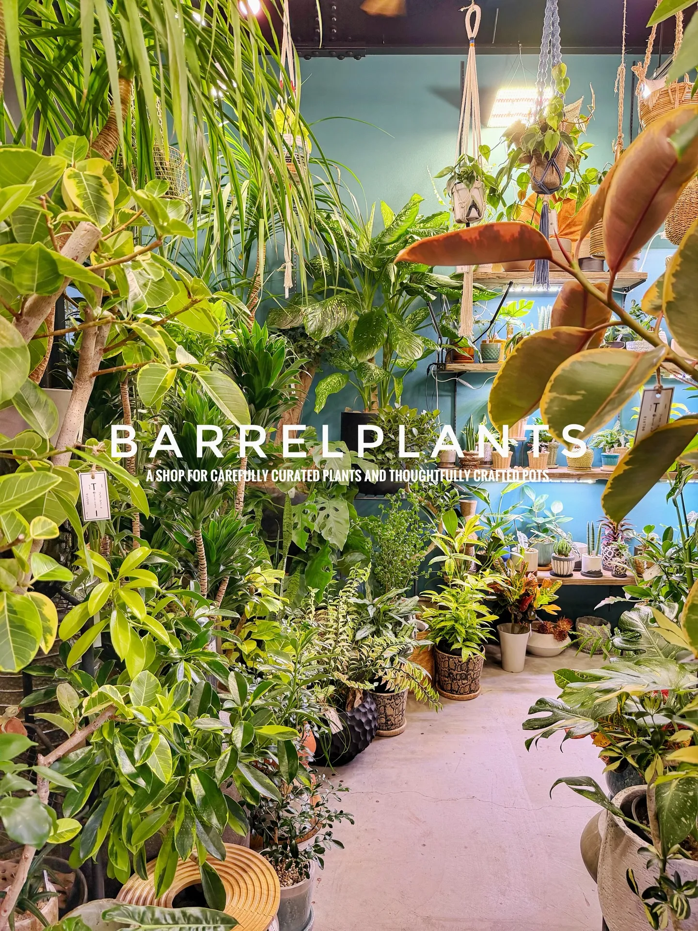 「こだわりの植物と鉢で、空間をアップデートしました。