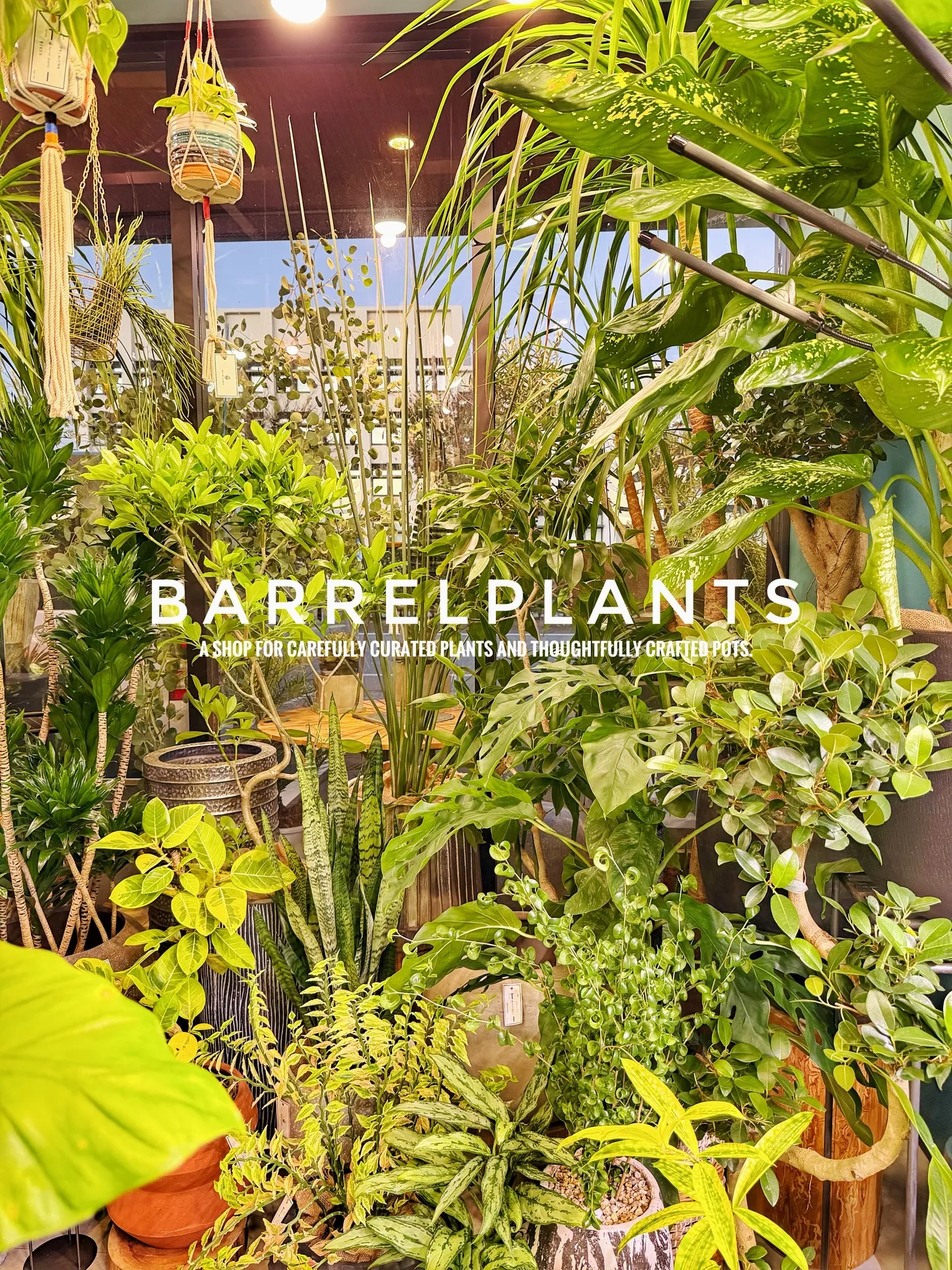 「こだわりの植物と鉢で、空間をアップデートしました。