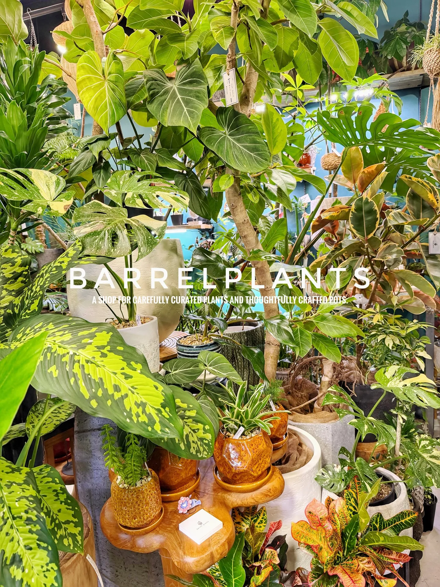 「こだわりの植物と鉢で、空間をアップデートしました。