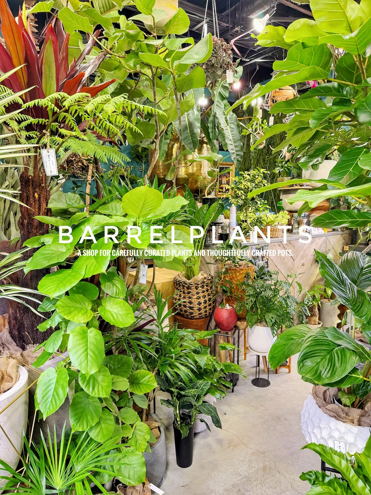 「こだわりの植物と鉢で、空間をアップデートしました。