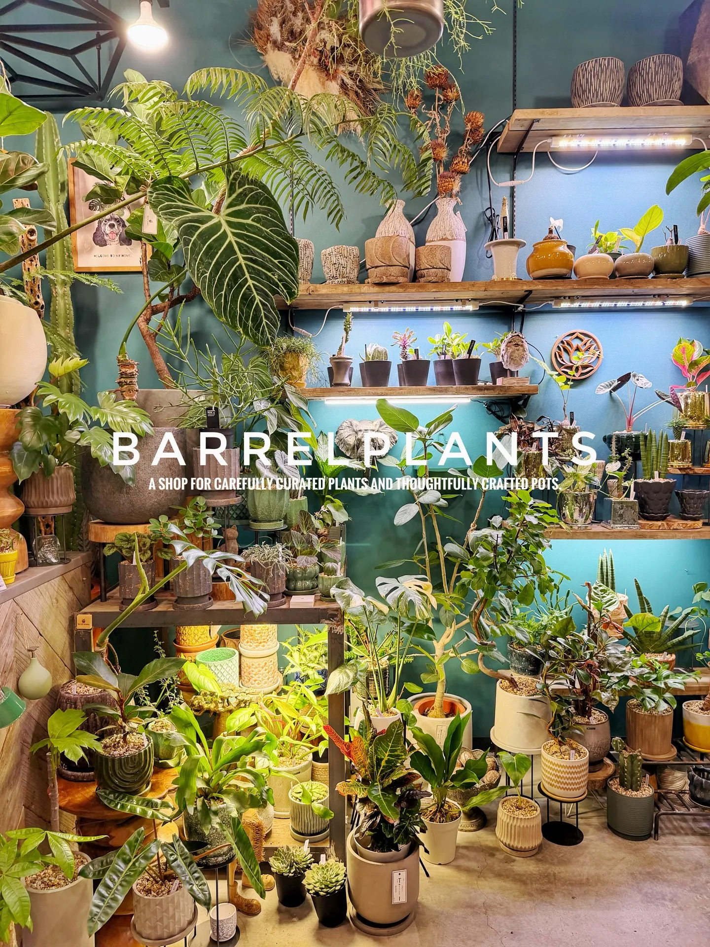 「こだわりの植物と鉢で、空間をアップデートしました。