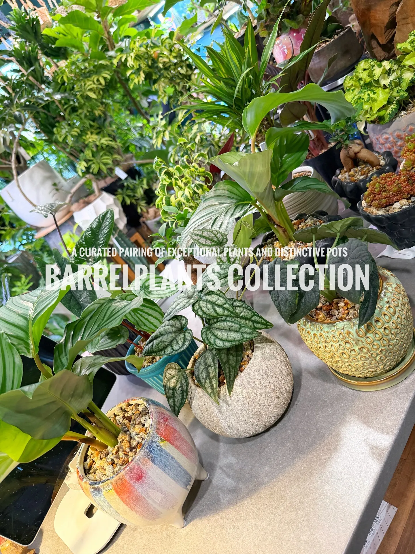 「こだわりの植物を、こだわりの鉢に — バーレルプランツの特...