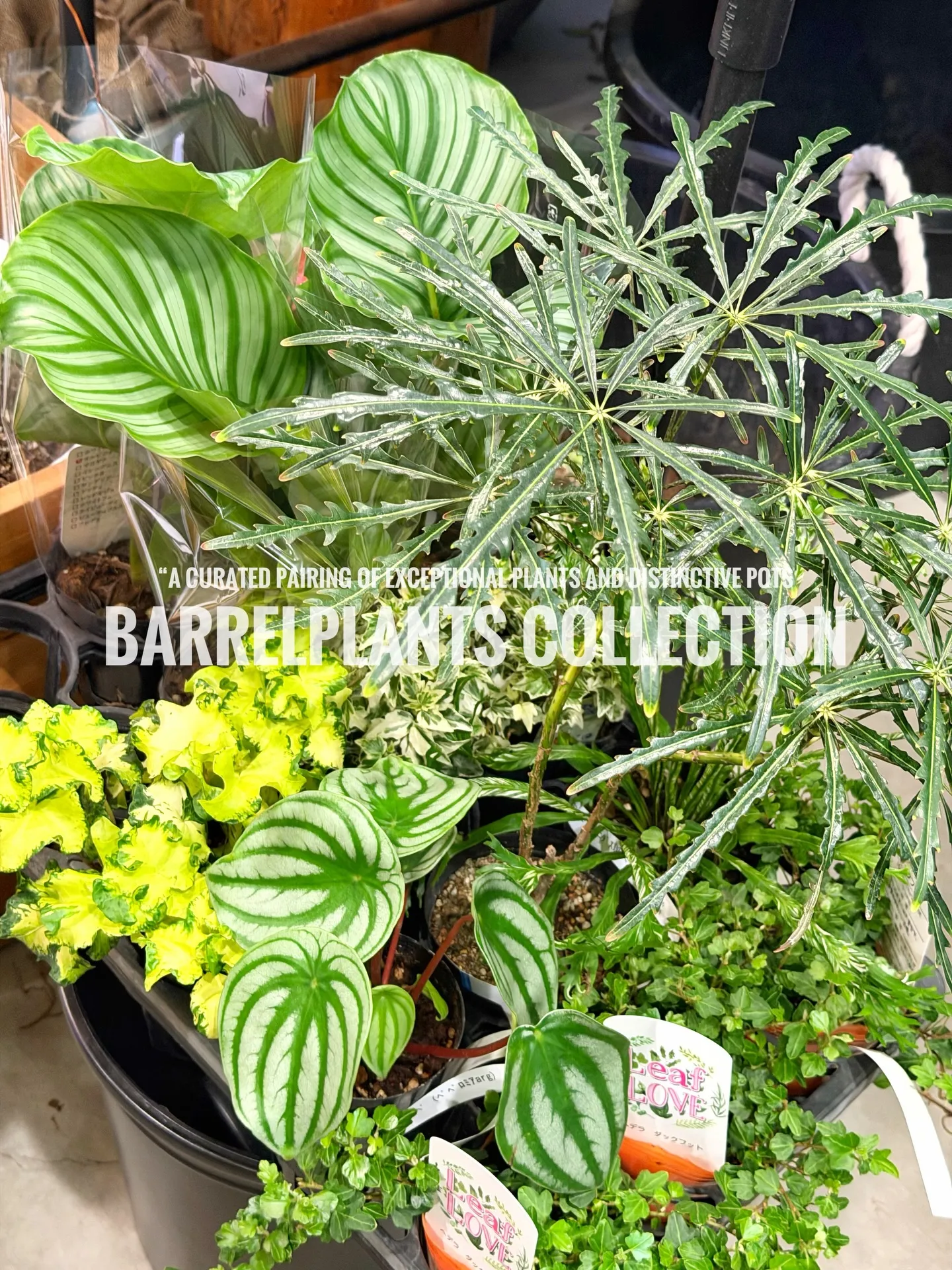 「こだわりの植物を、こだわりの鉢に — バーレルプランツの特...