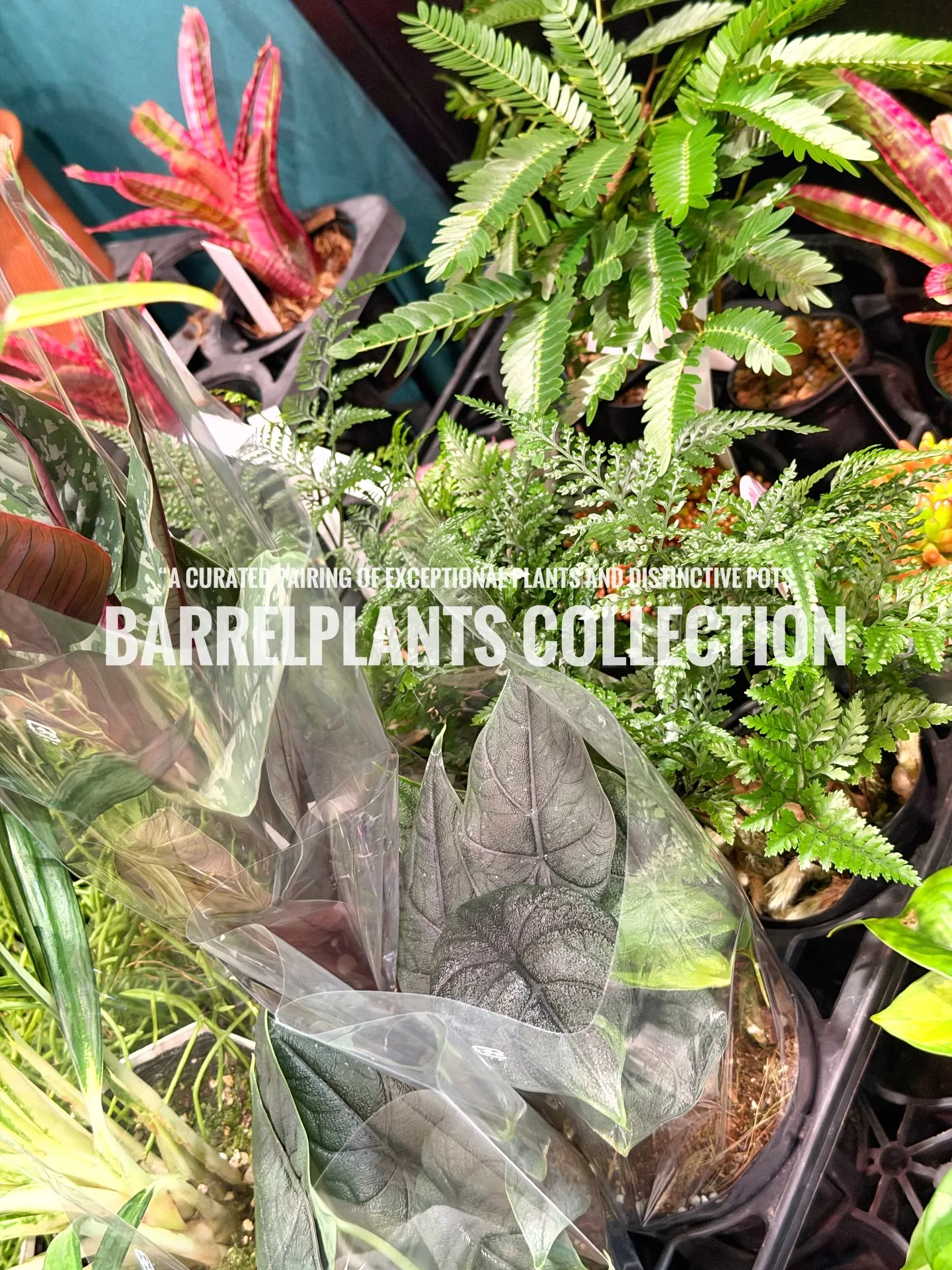 「こだわりの植物を、こだわりの鉢に — バーレルプランツの特...