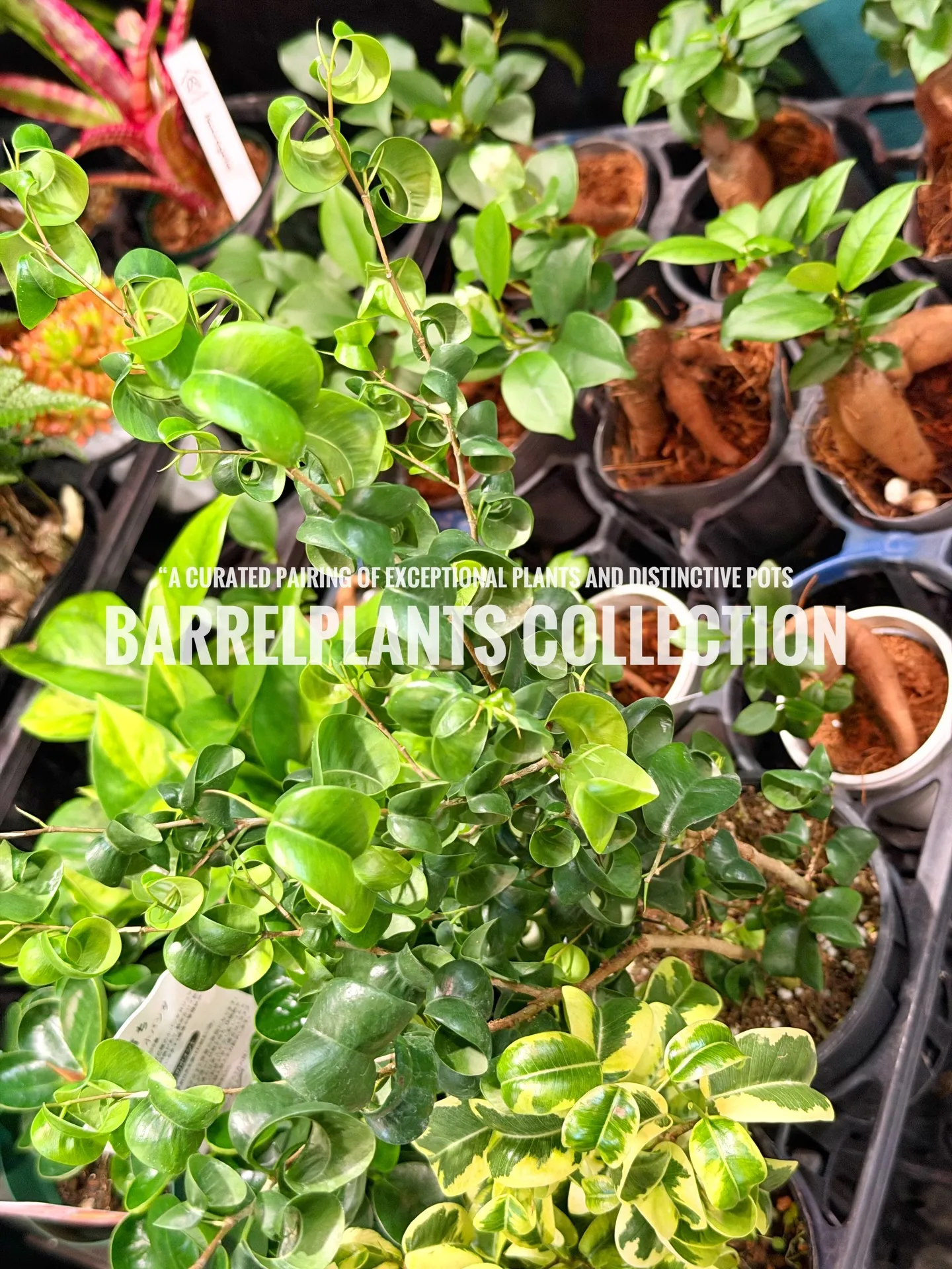 「こだわりの植物を、こだわりの鉢に — バーレルプランツの特...