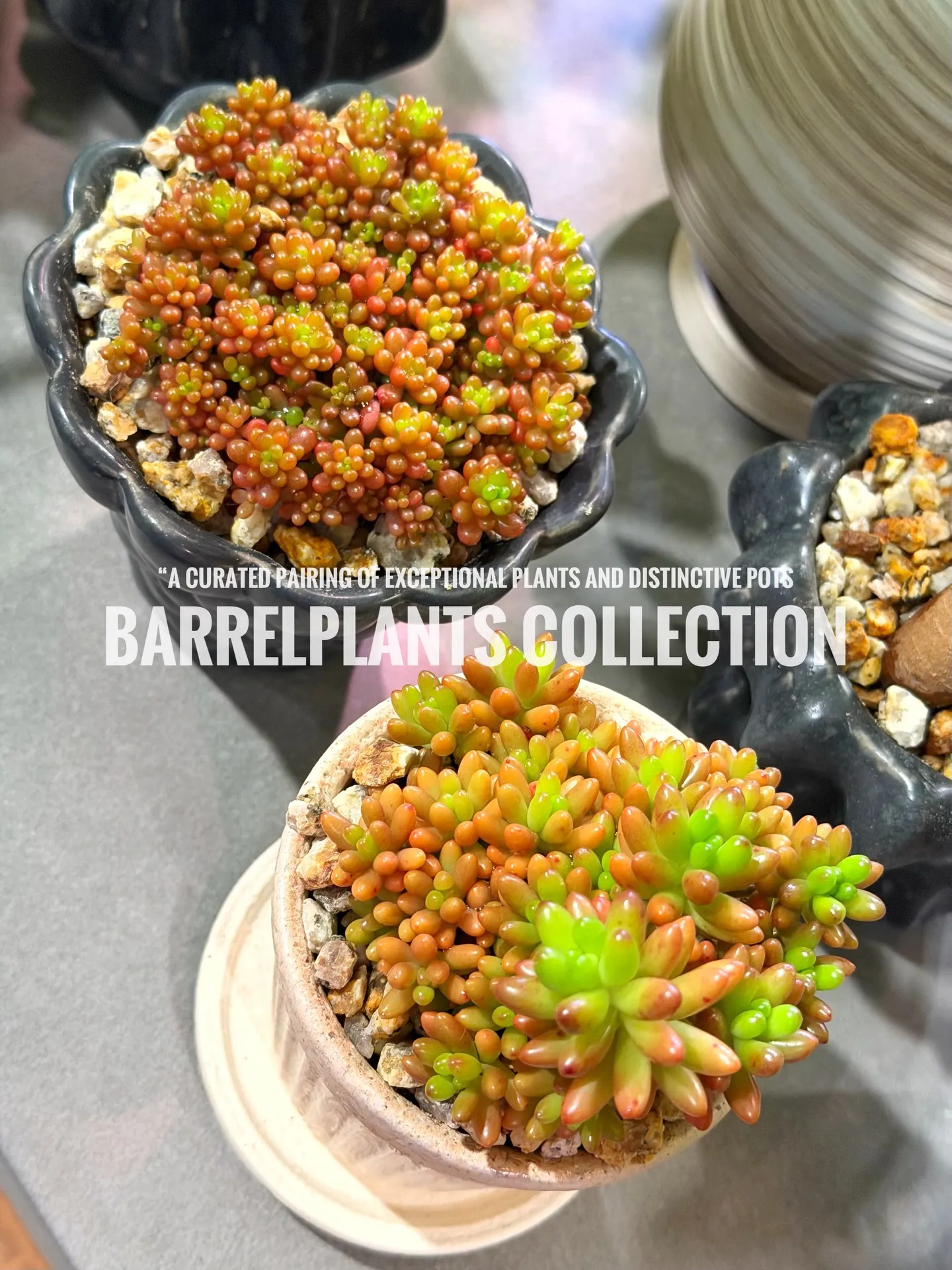 「こだわりの植物を、こだわりの鉢に — バーレルプランツの特...