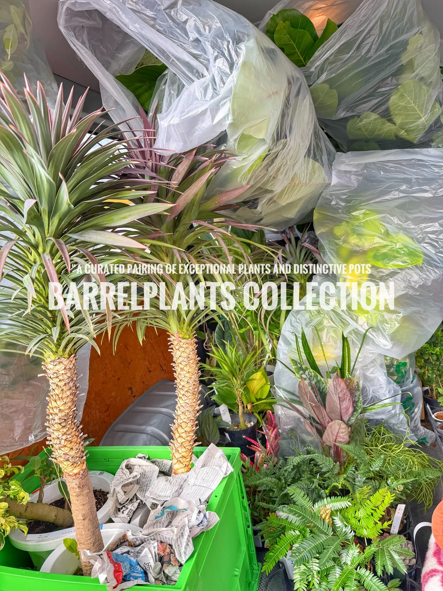 「こだわりの植物を、こだわりの鉢に — バーレルプランツの特...