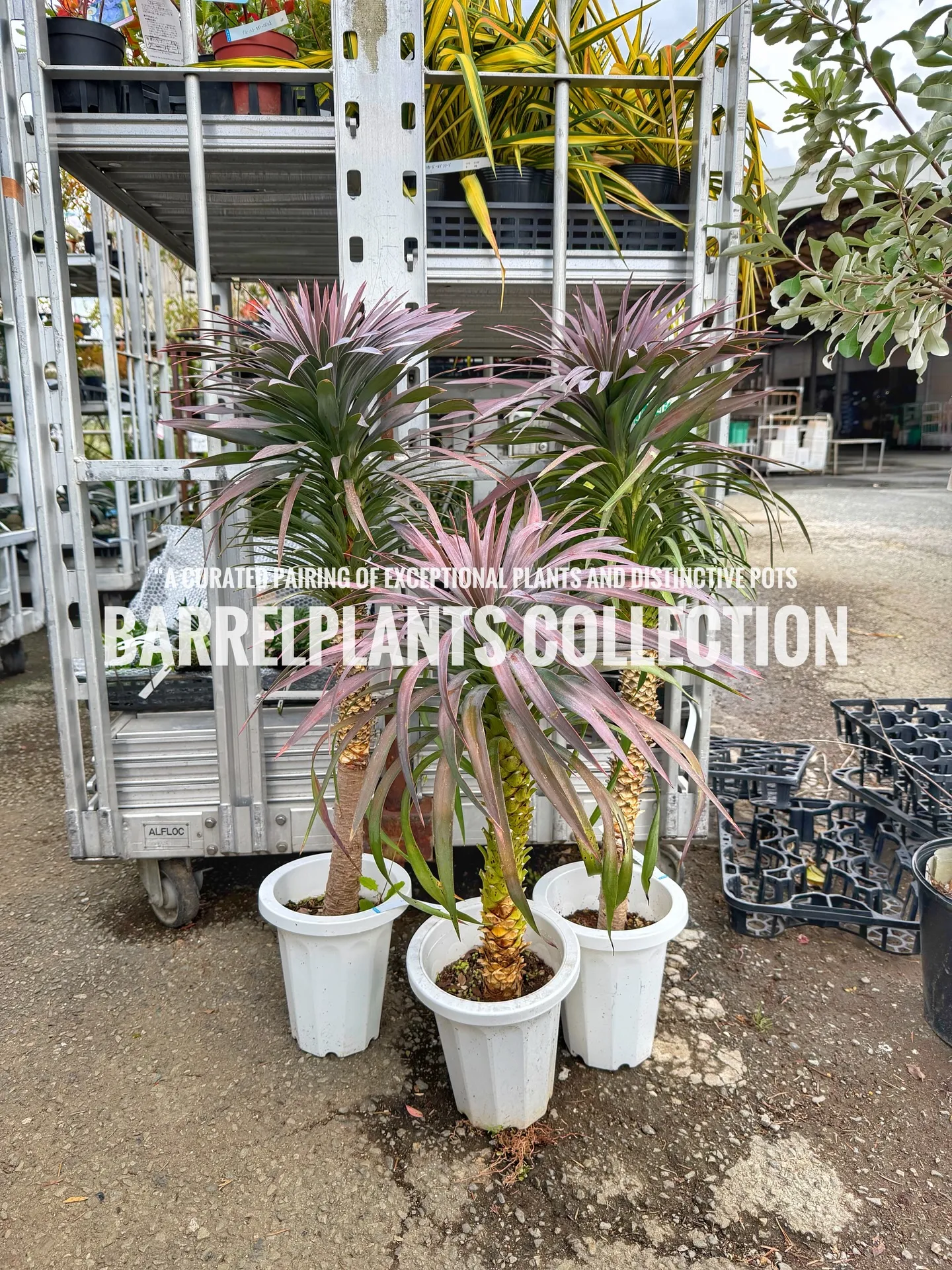 「こだわりの植物を、こだわりの鉢に — バーレルプランツの特...