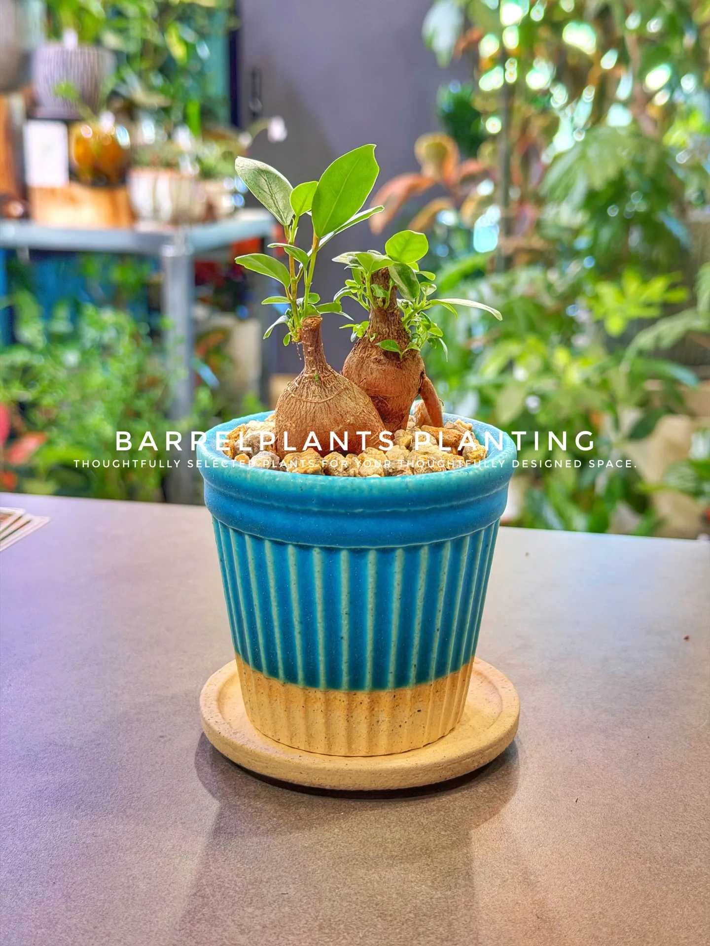 「空間に寄り添う、こだわりの一鉢を。