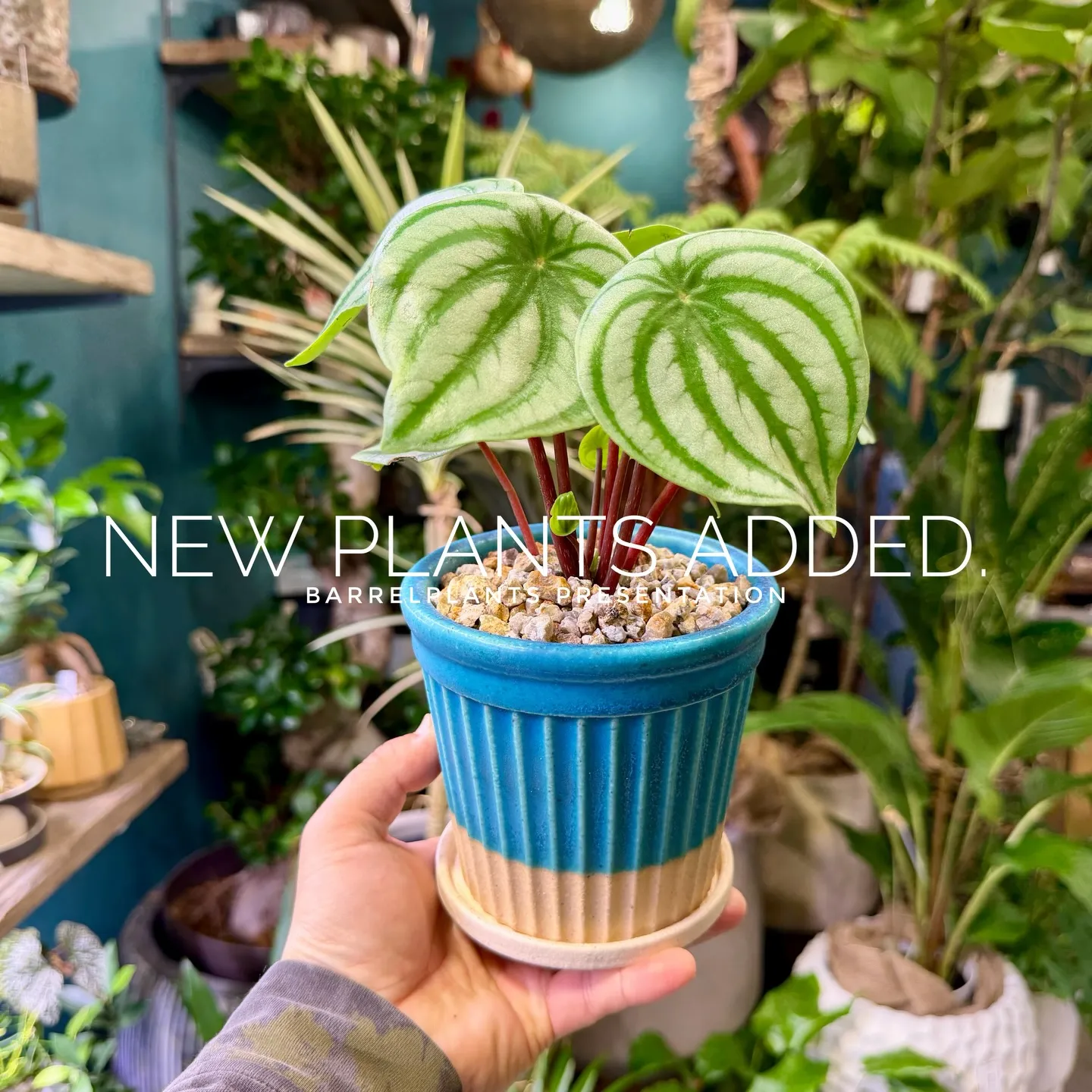-New Plants Added to the Onlin...