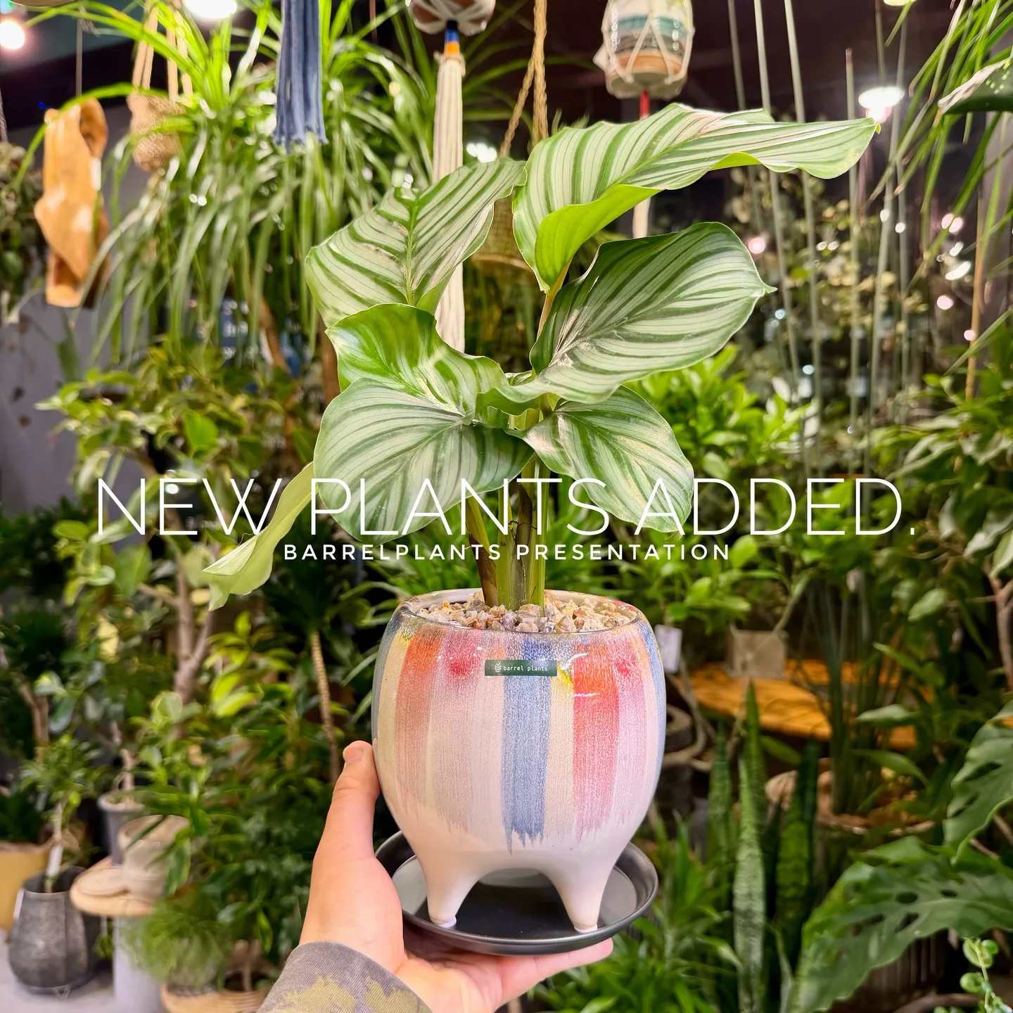 -New Plants Added to the Onlin...