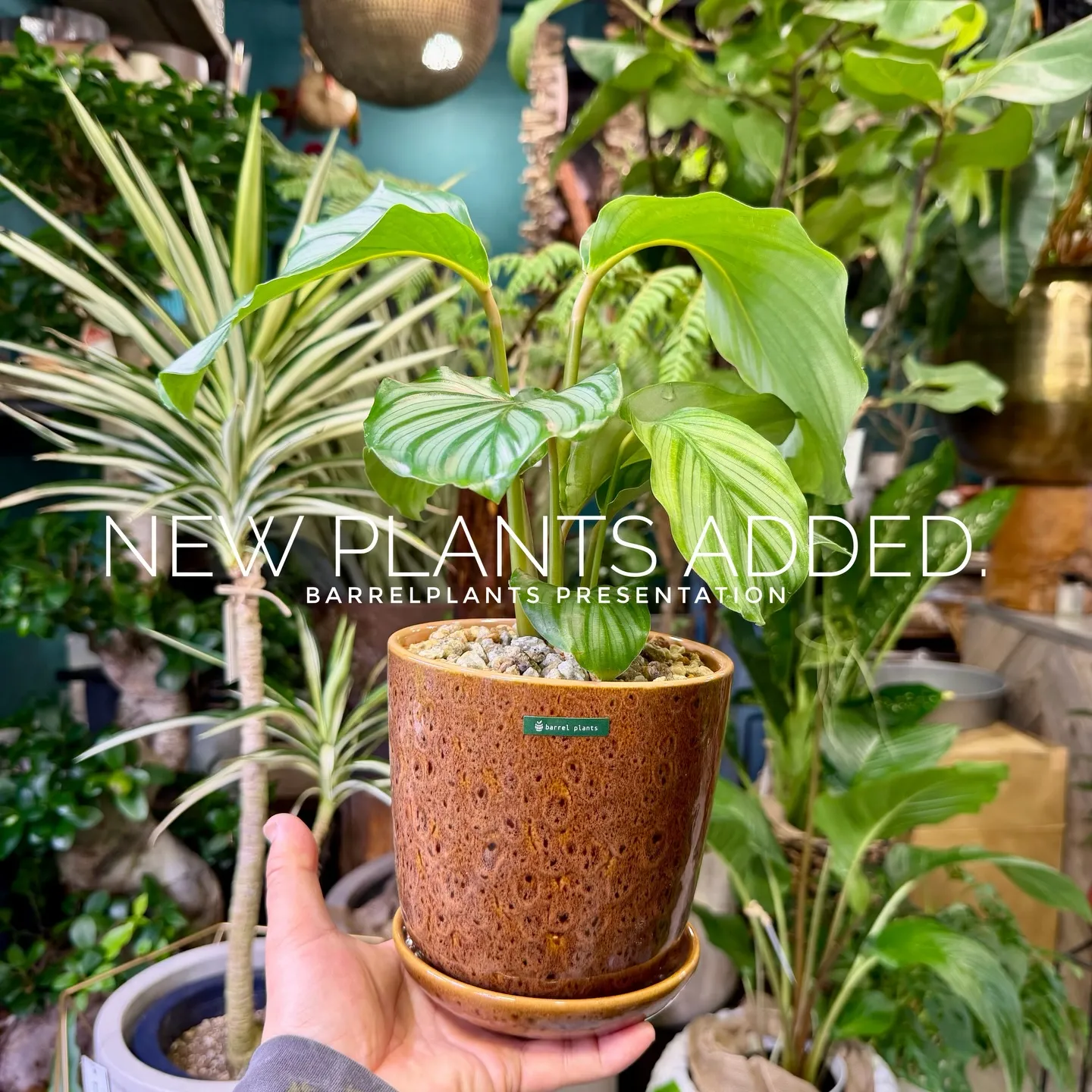 -New Plants Added to the Onlin...