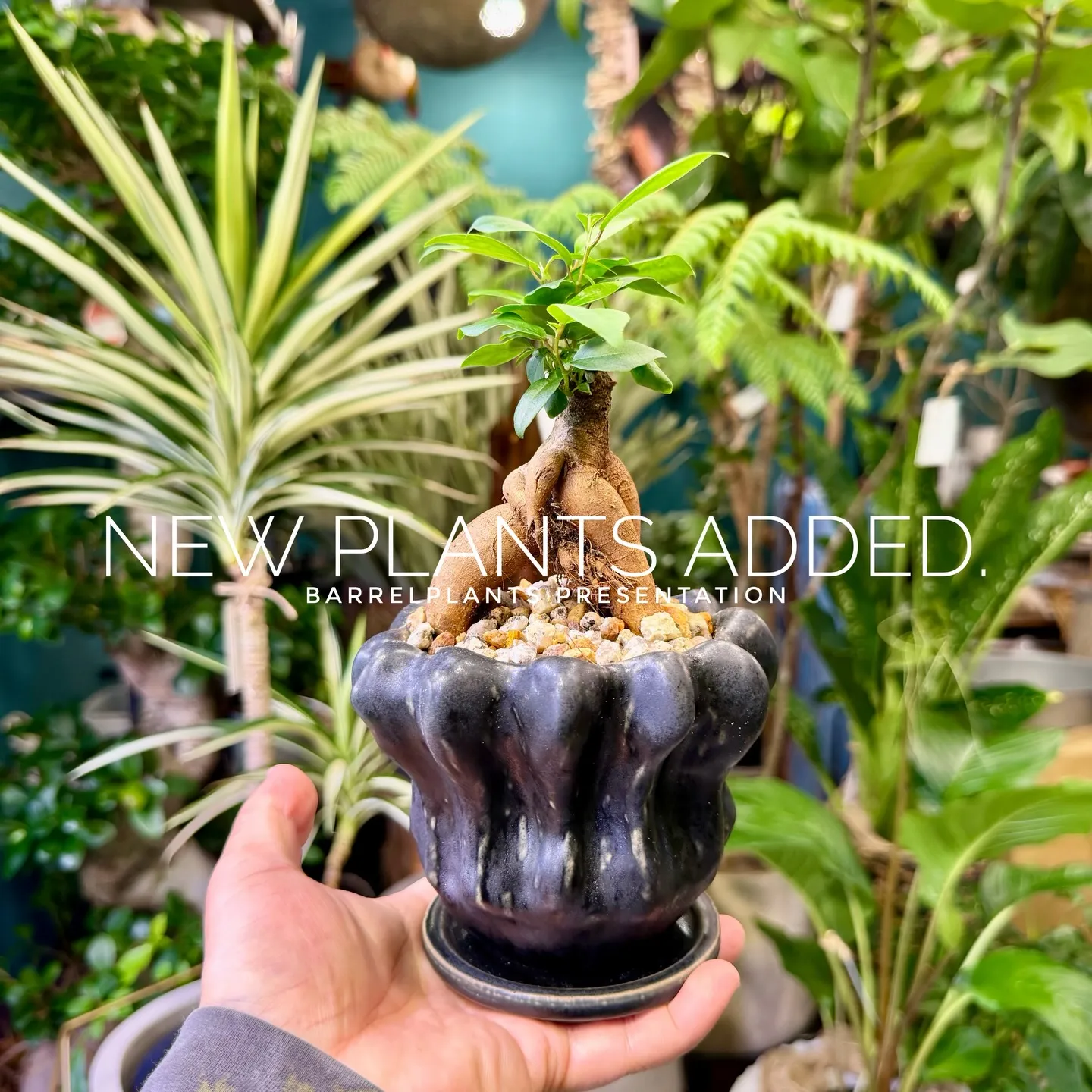 -New Plants Added to the Onlin...