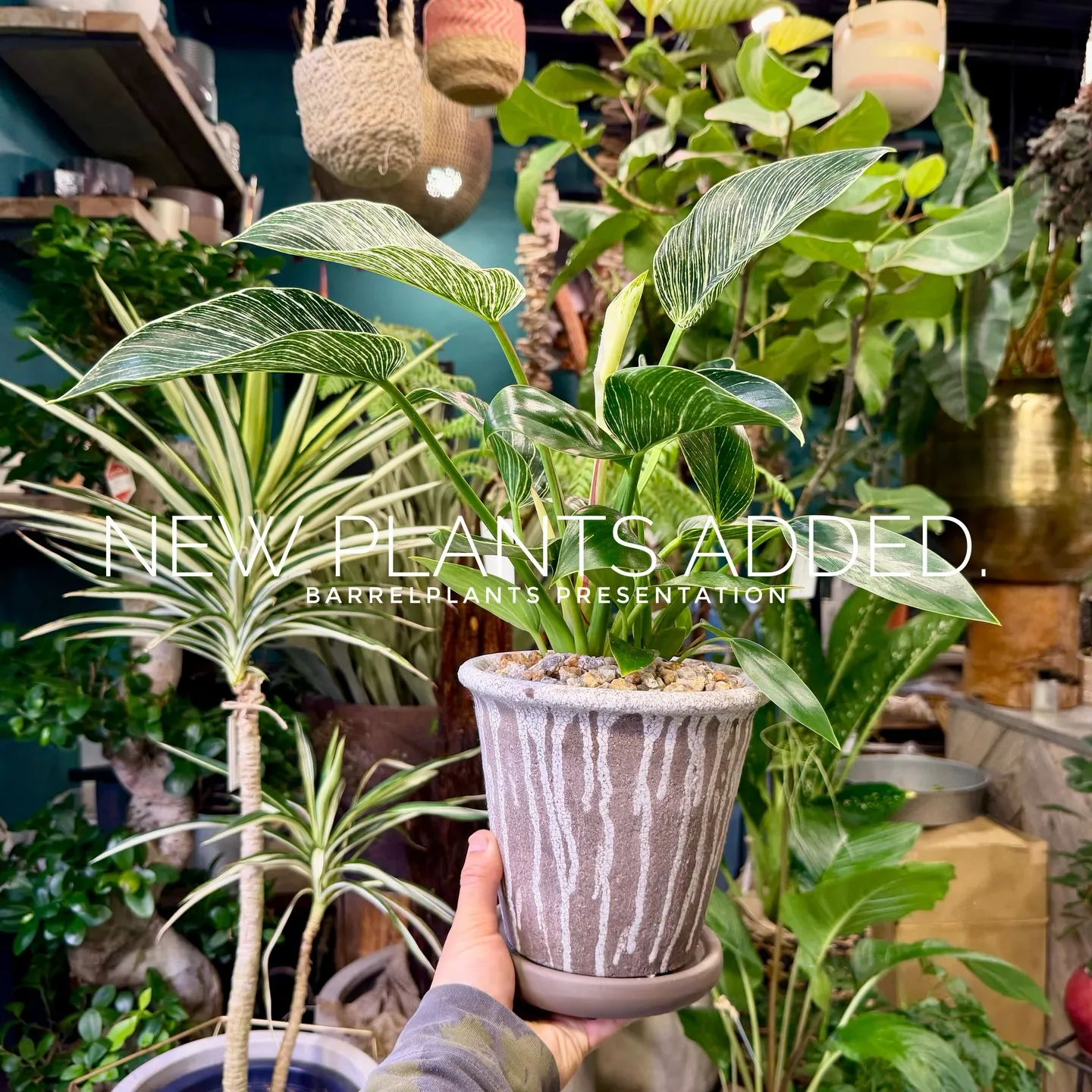 -New Plants Added to the Onlin...