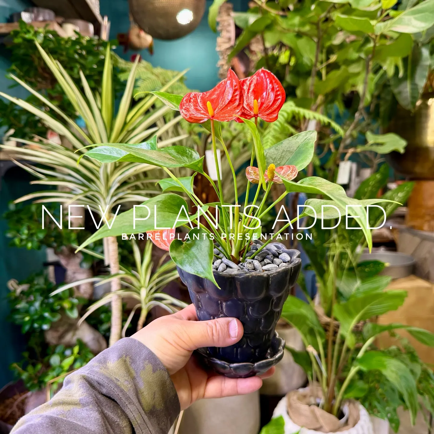 -New Plants Added to the Onlin...