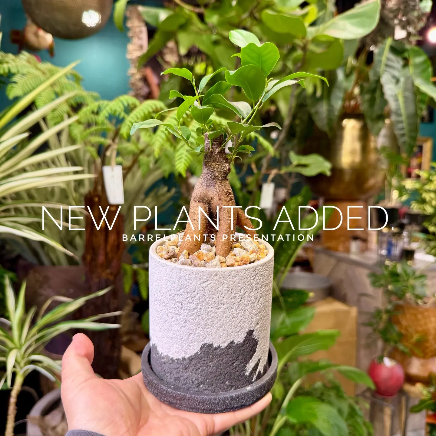 -New Plants Added to the Onlin...