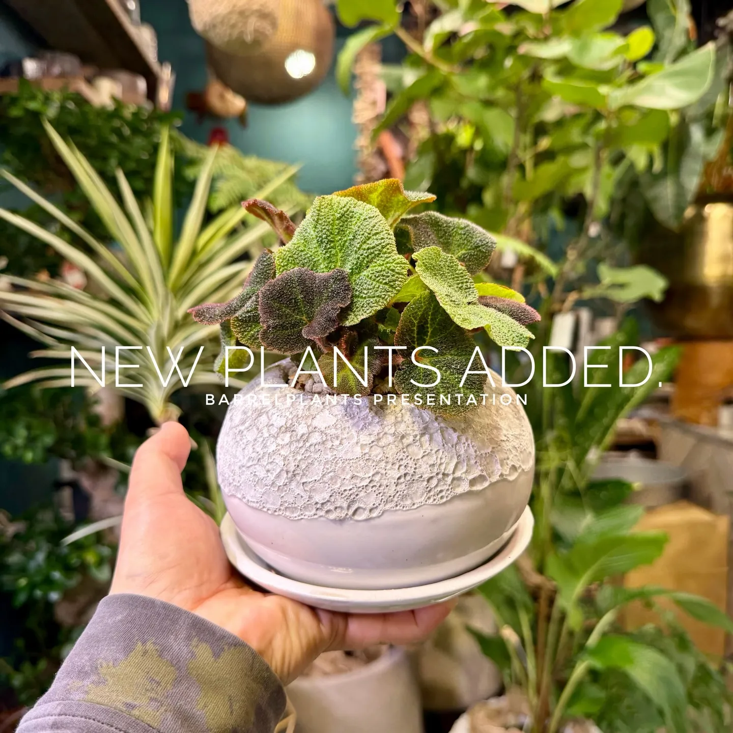 -New Plants Added to the Onlin...