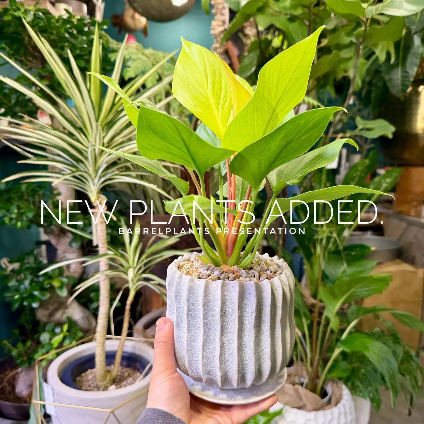 -New Plants Added to the Onlin...