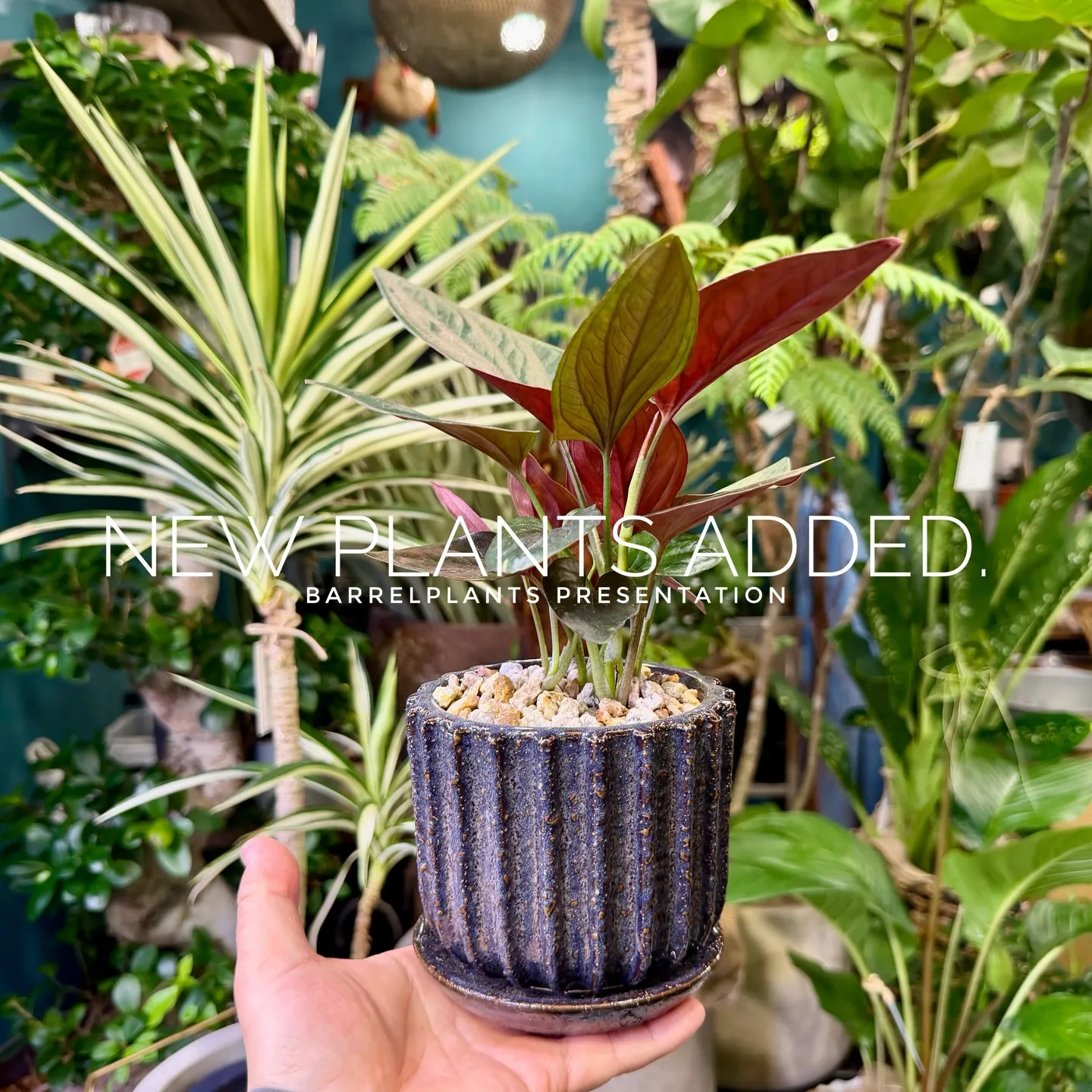 -New Plants Added to the Onlin...