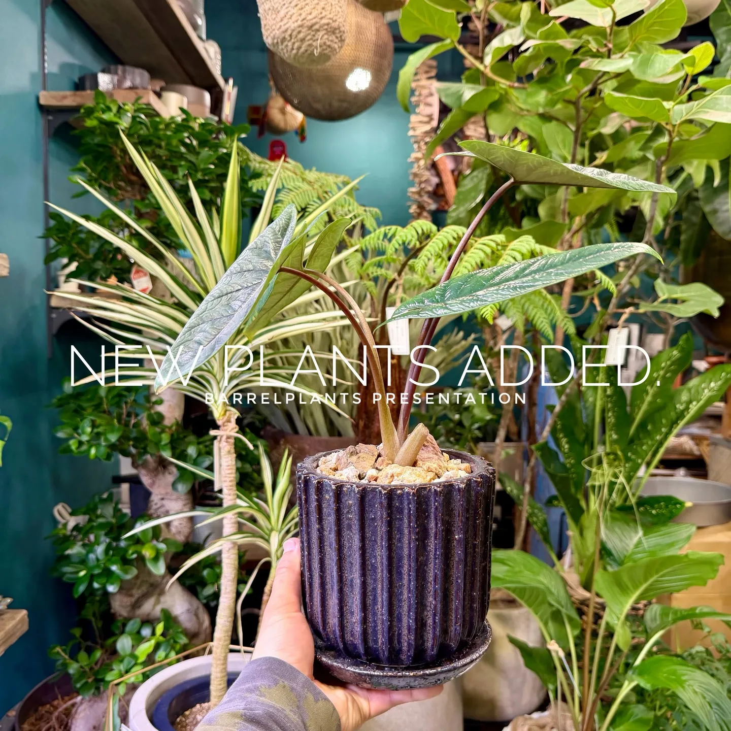 -New Plants Added to the Onlin...