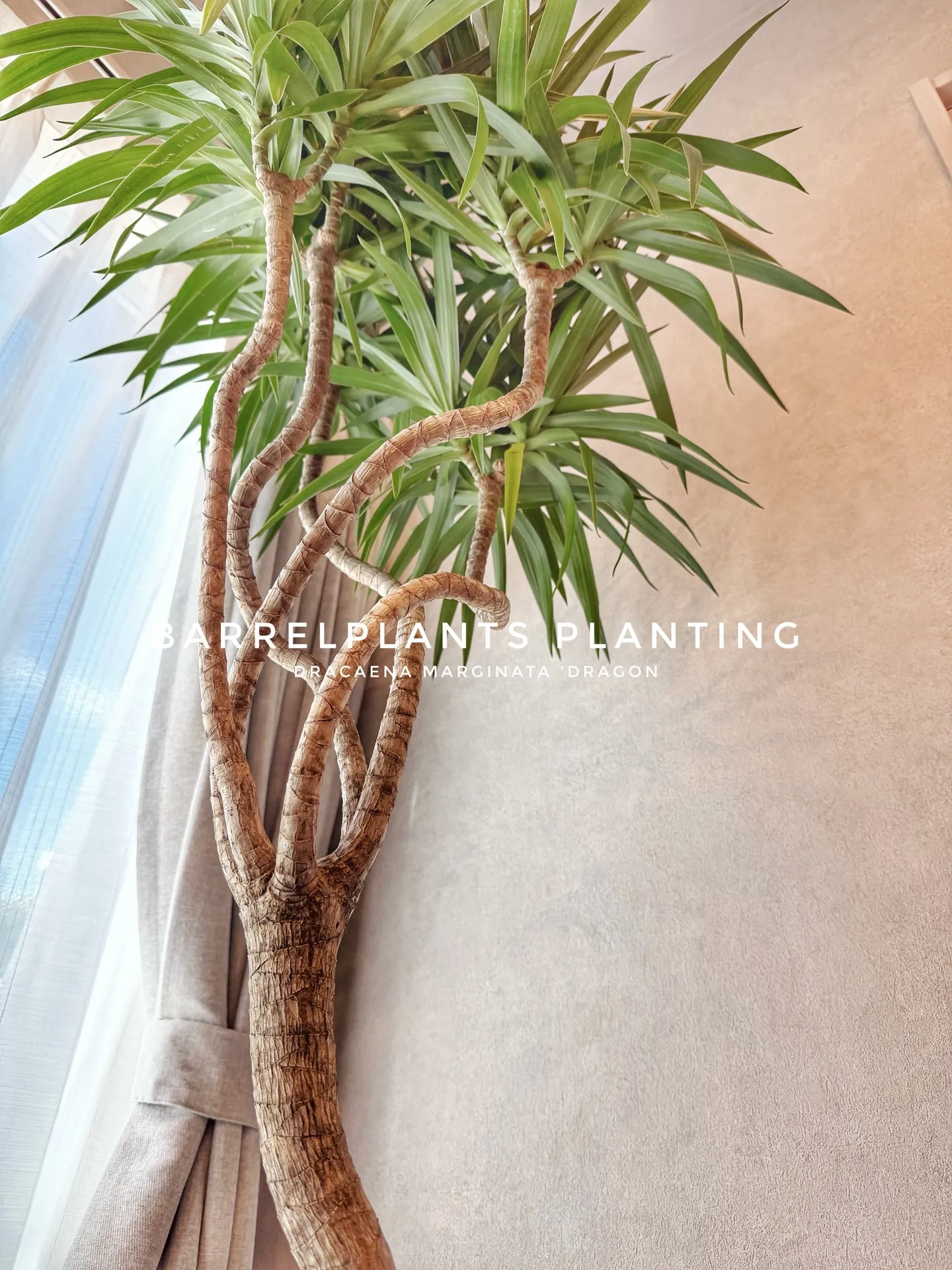 光と暮らす、植物のある部屋