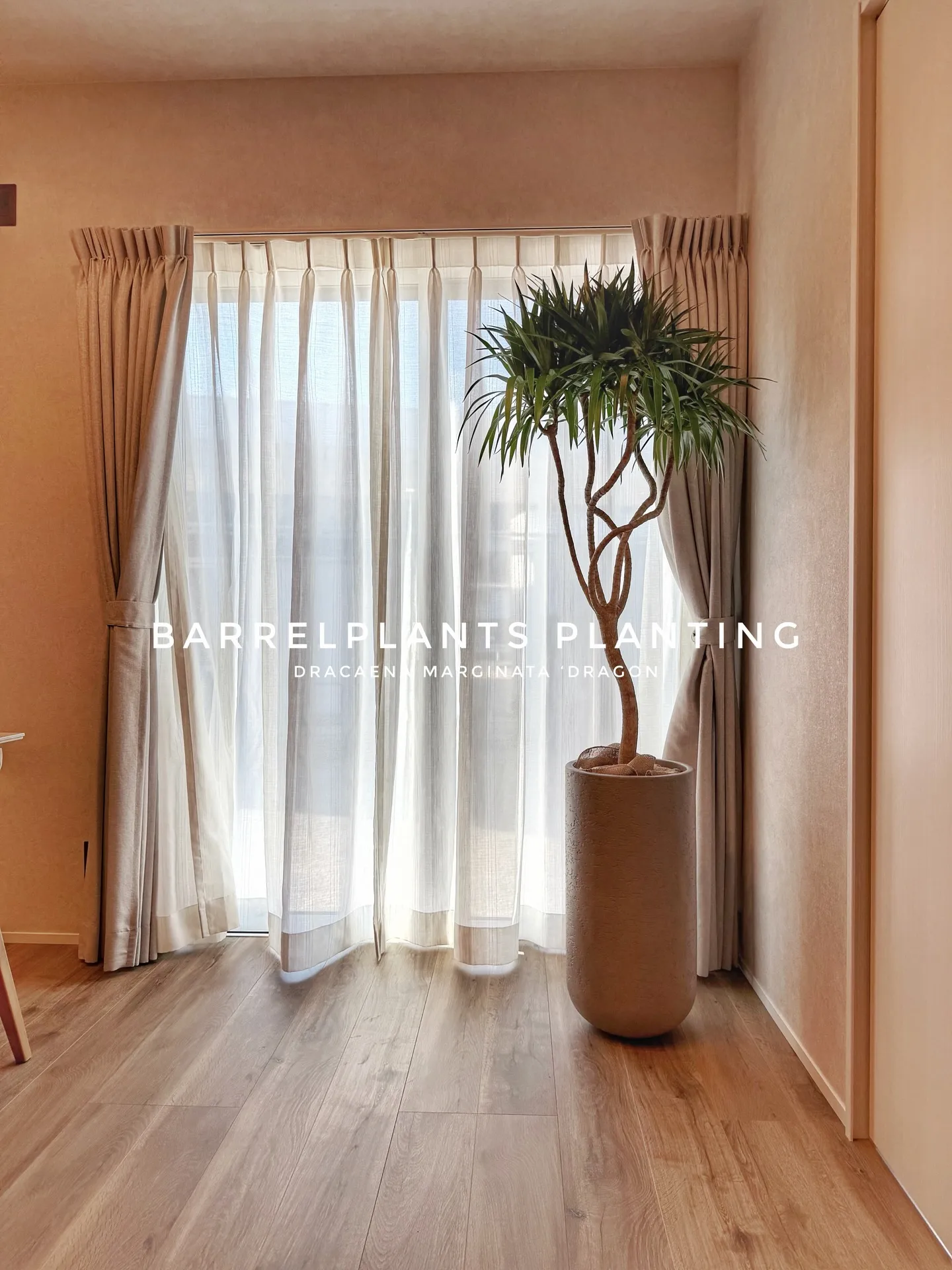 光と暮らす、植物のある部屋